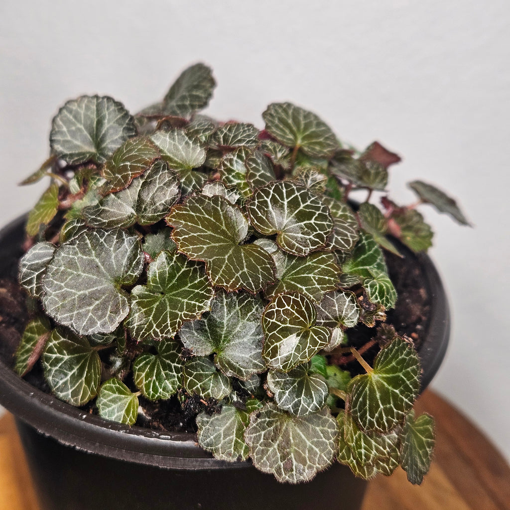 Begonia | Micro saxifraga stolonifera Rare