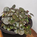Begonia | Micro saxifraga stolonifera Rare