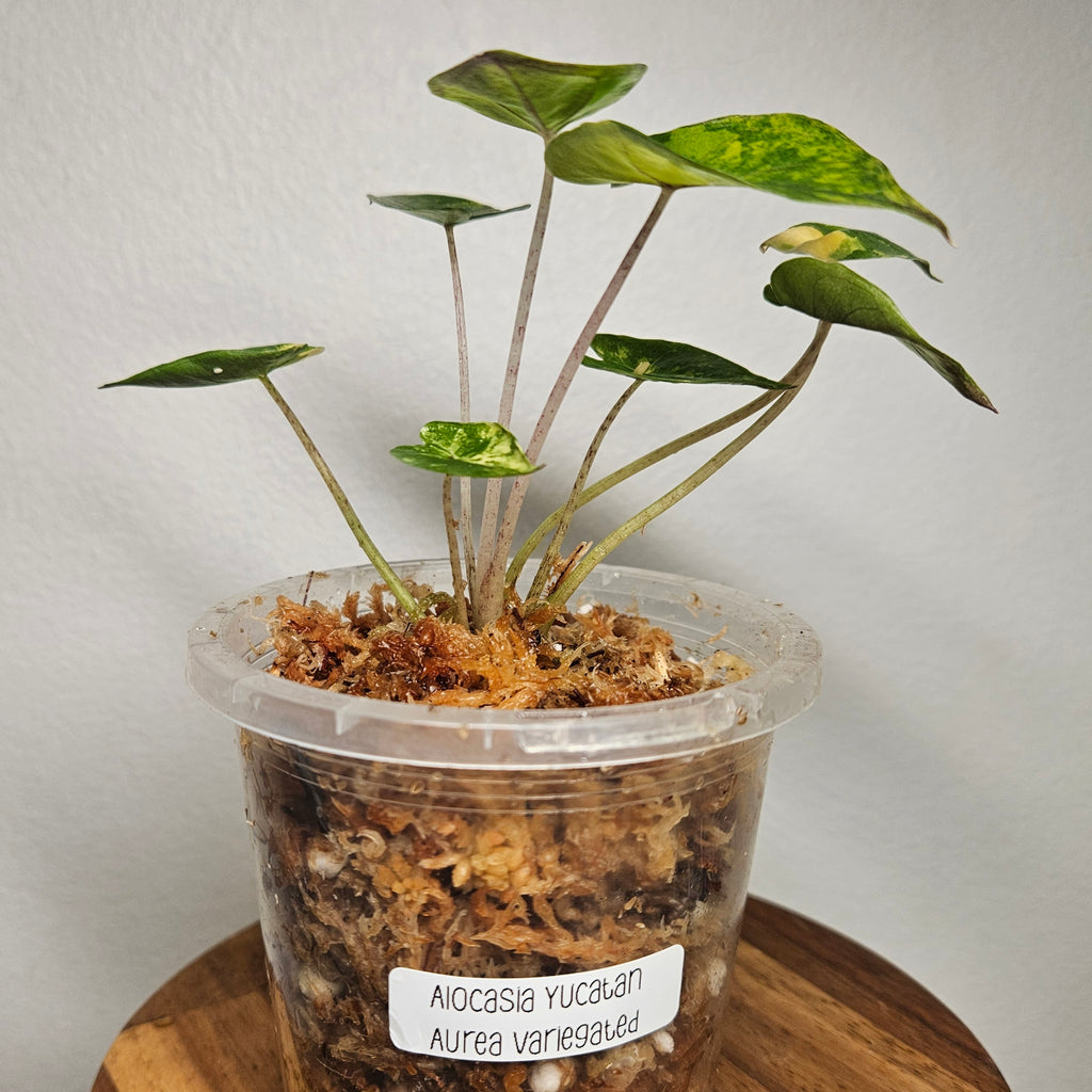 Alocasia Yucatan Princess Aurea Variegated | Rare Collector Aroid