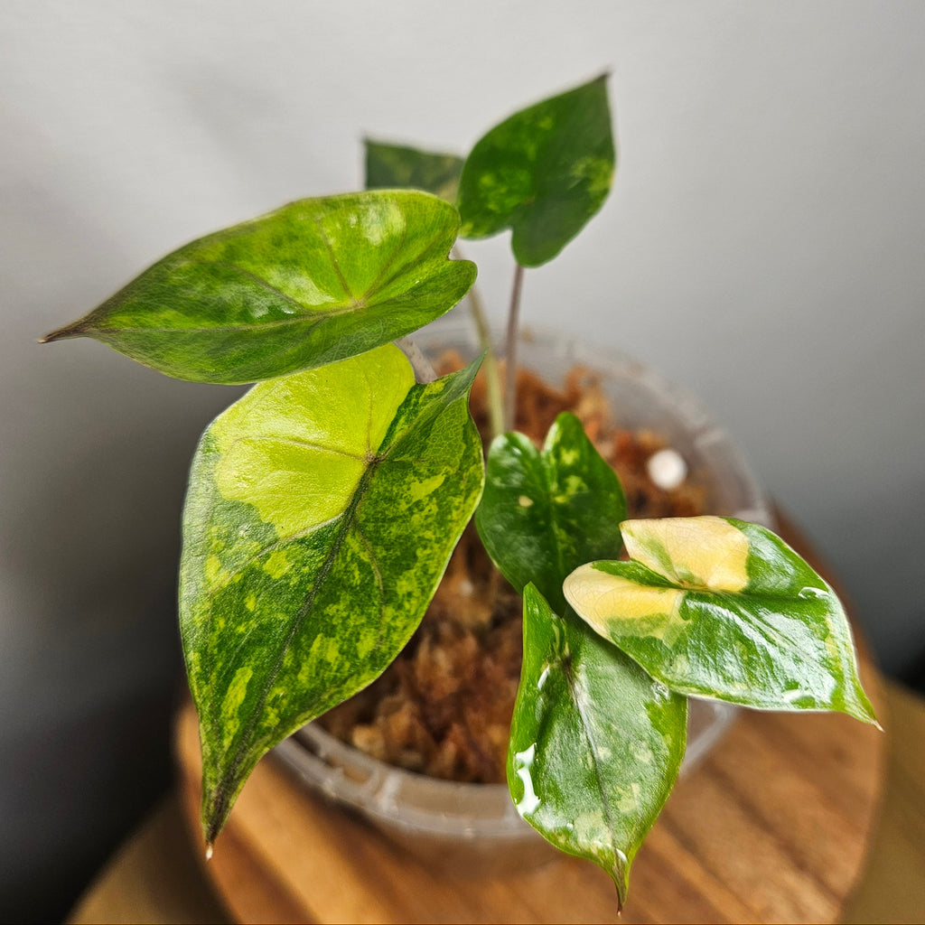 Alocasia Yucatan Princess Aurea Variegated | Rare Collector Aroid