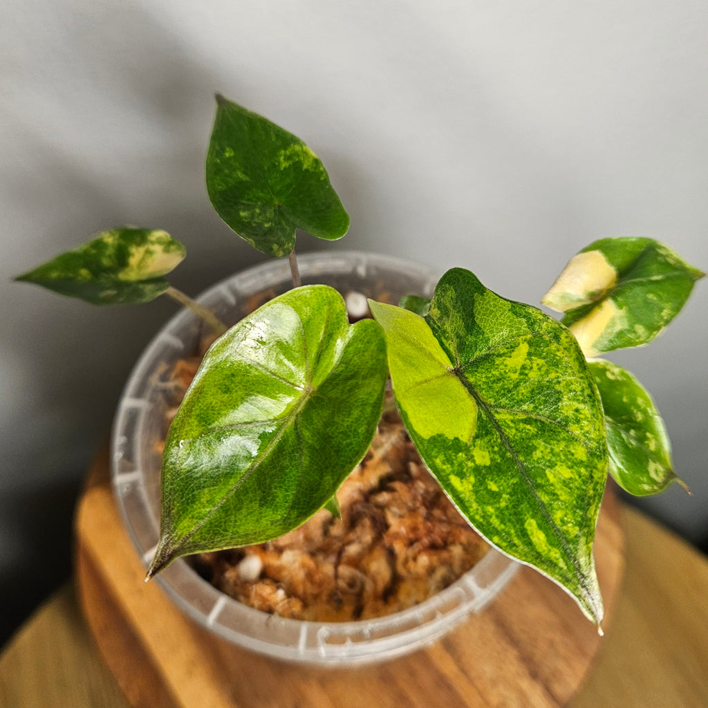 Alocasia Yucatan Princess Aurea Variegated | Rare Collector Aroid