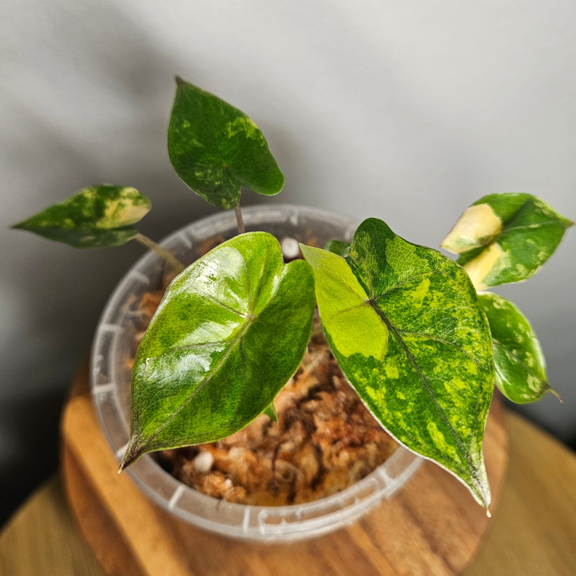 Alocasia Yucatan Princess Aurea Variegated | Rare Collector Aroid