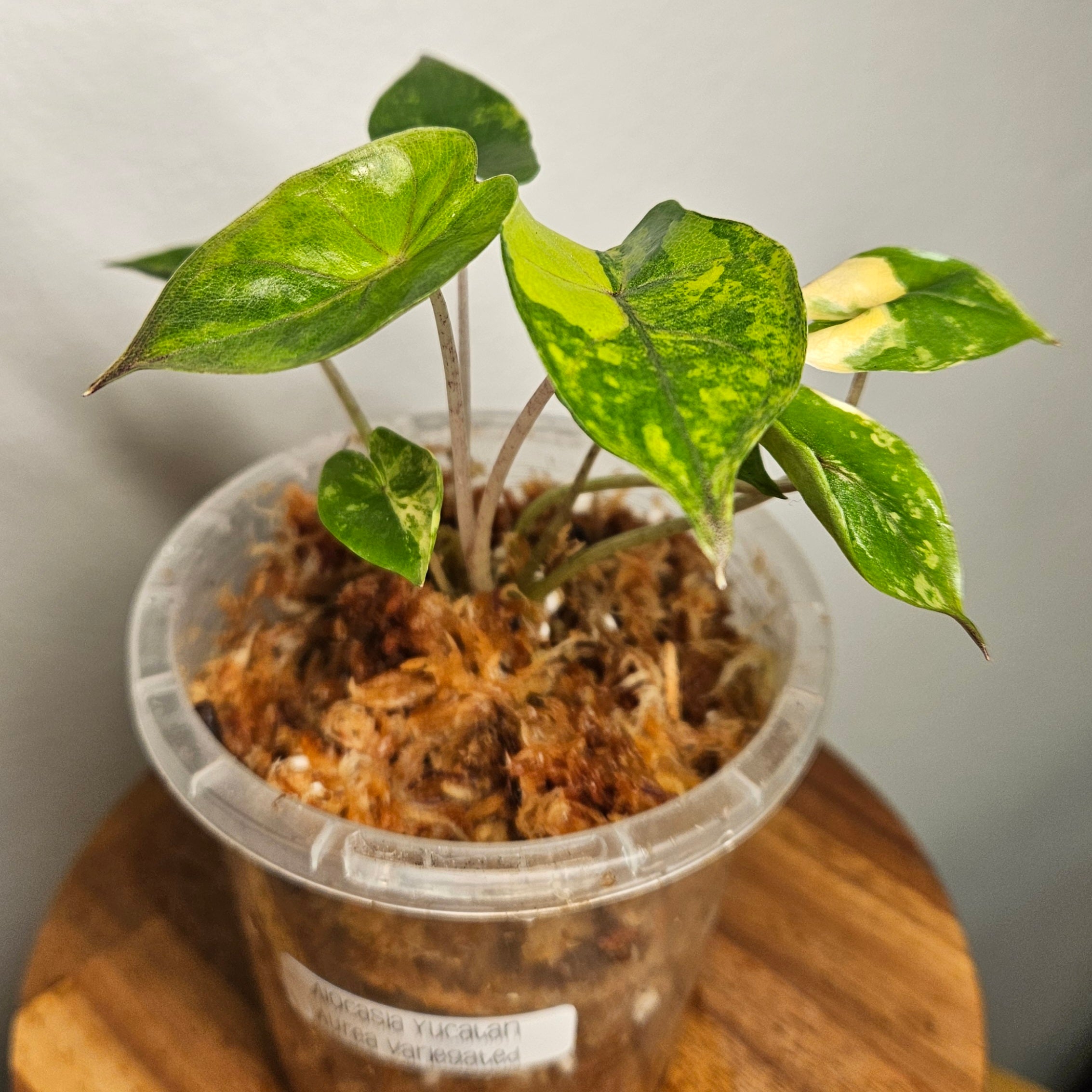 Alocasia Yucatan Princess Aurea Variegated | Rare Collector Aroid