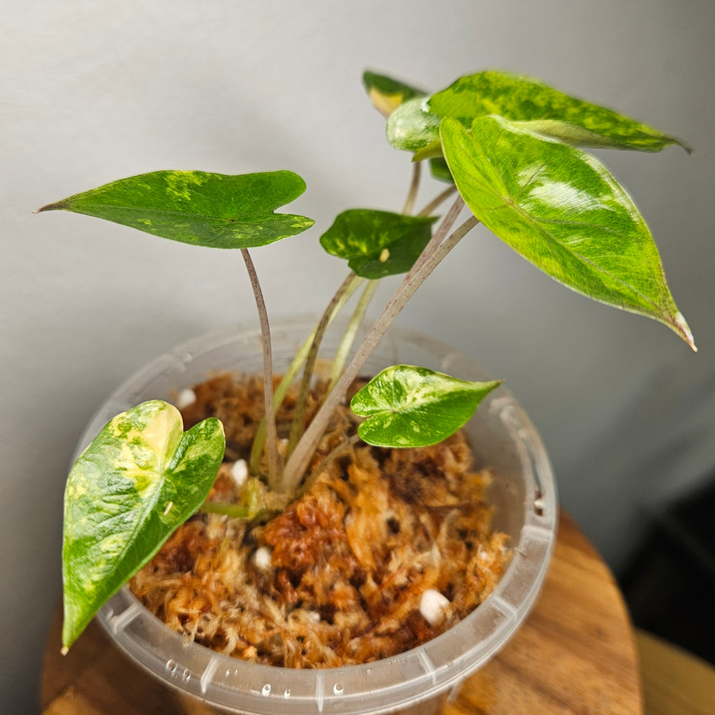 Alocasia Yucatan Princess Aurea Variegated | Rare Collector Aroid