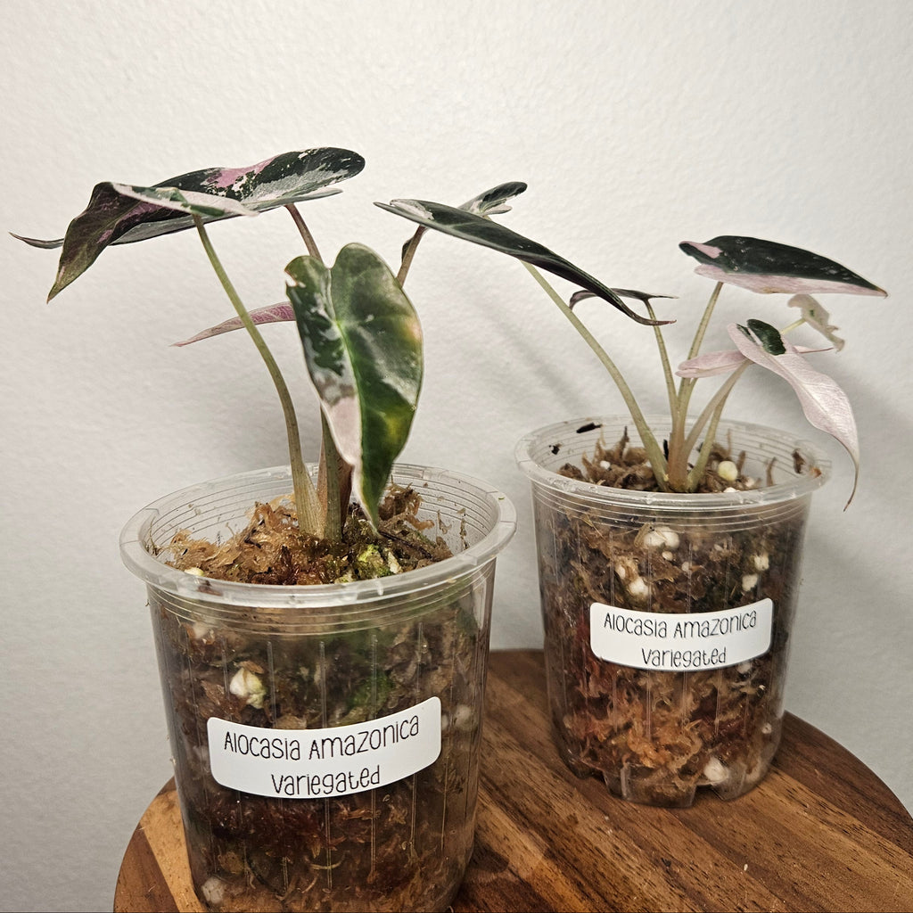 Alocasia Amazonica Variegated Pink | Rare Variegated Polly Aroid