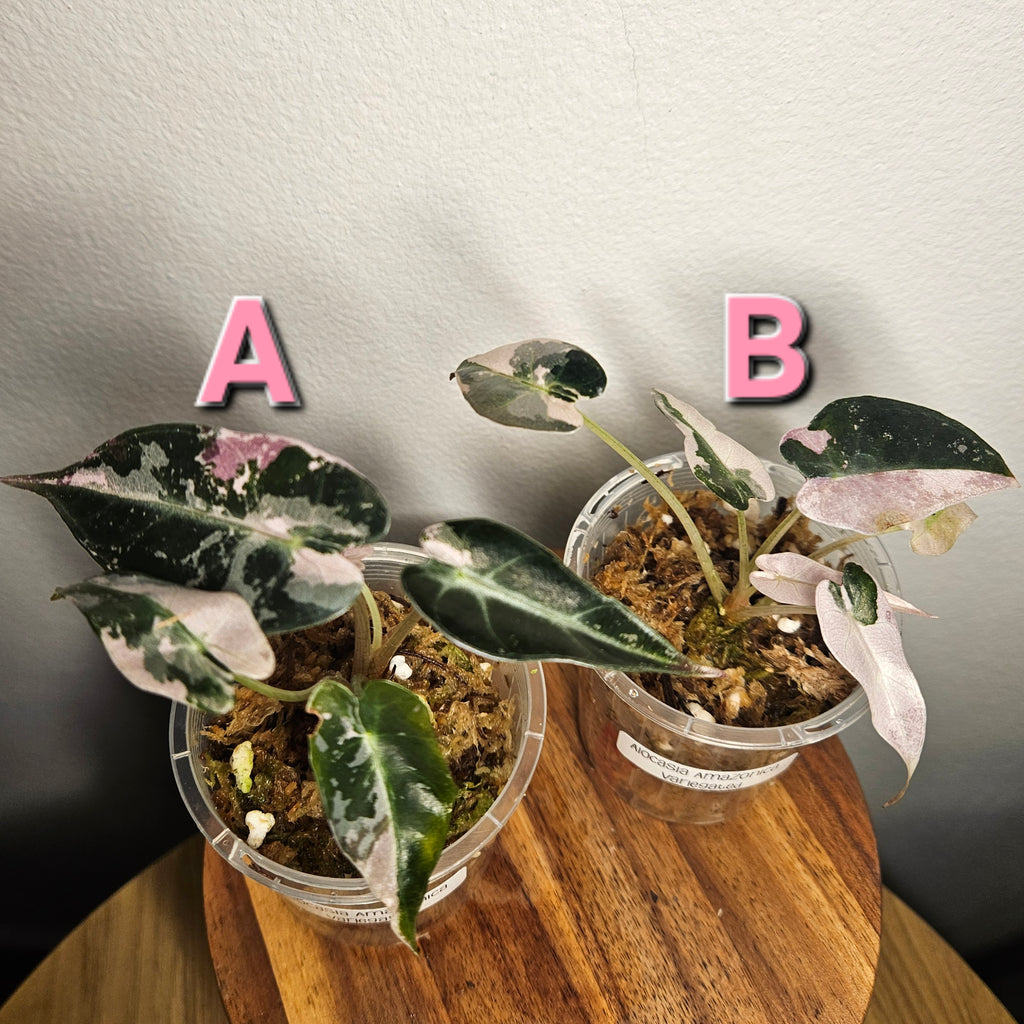 Alocasia Amazonica Variegated Pink | Rare Variegated Polly Aroid