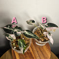Alocasia Amazonica Variegated Pink | Rare Variegated Polly Aroid