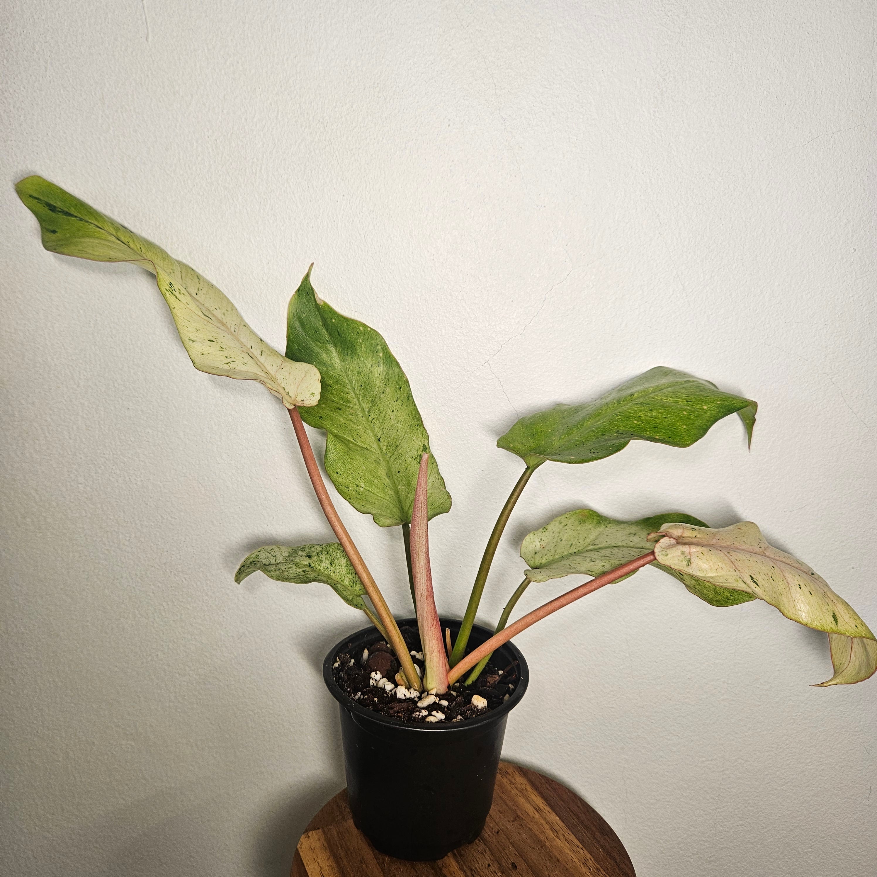 Philodendron pinnatifidum | Snowdrift