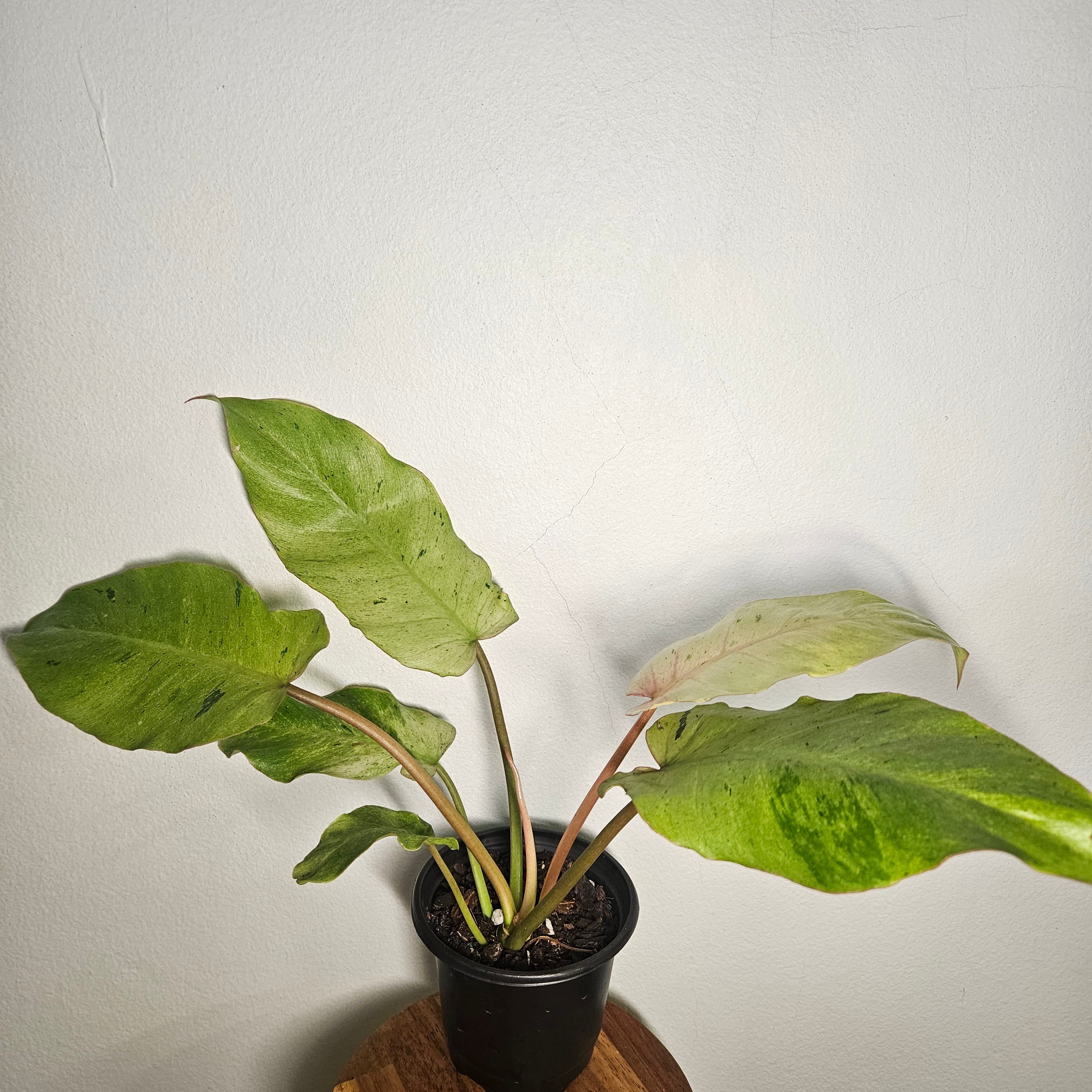 Philodendron pinnatifidum | Snowdrift