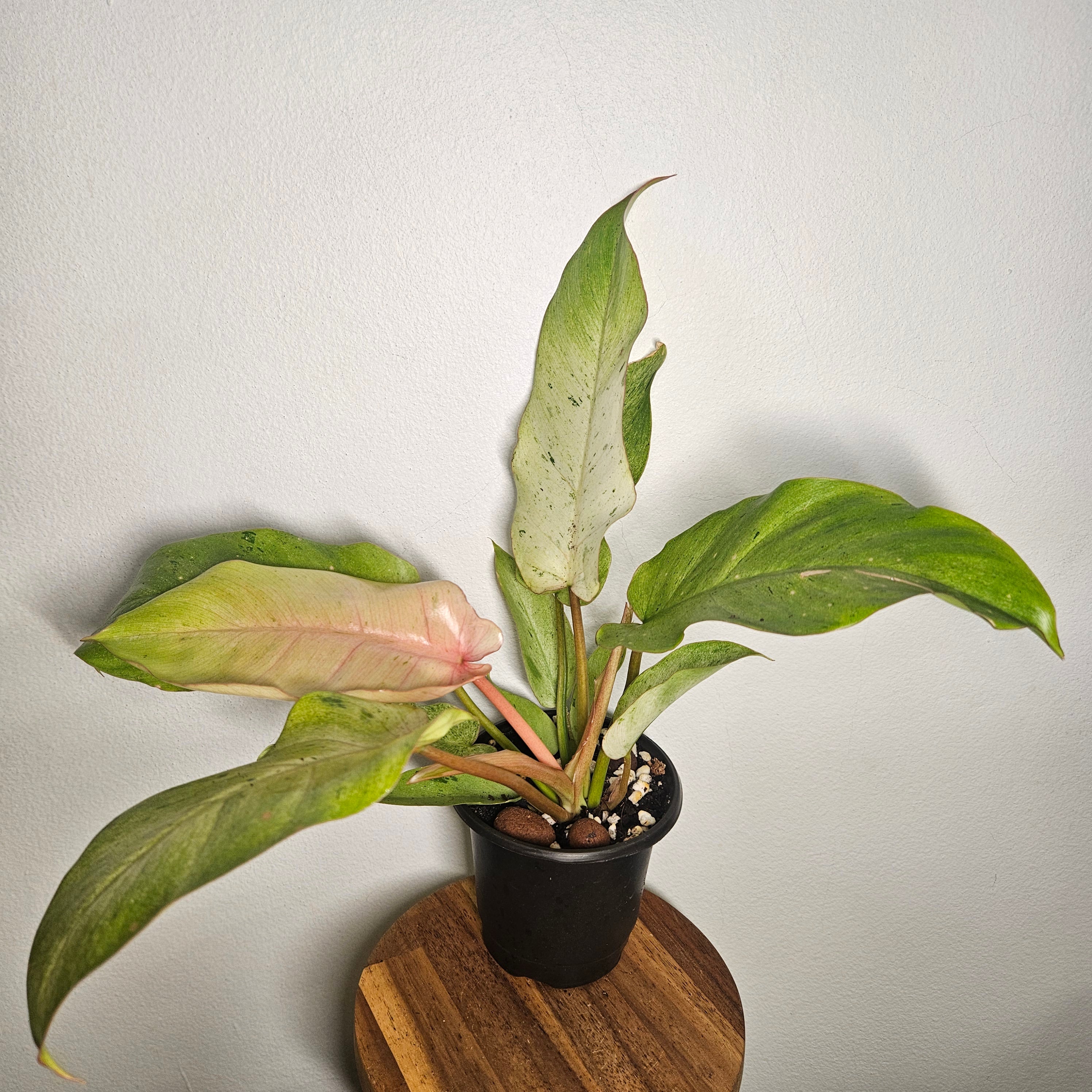 Philodendron pinnatifidum | Snowdrift