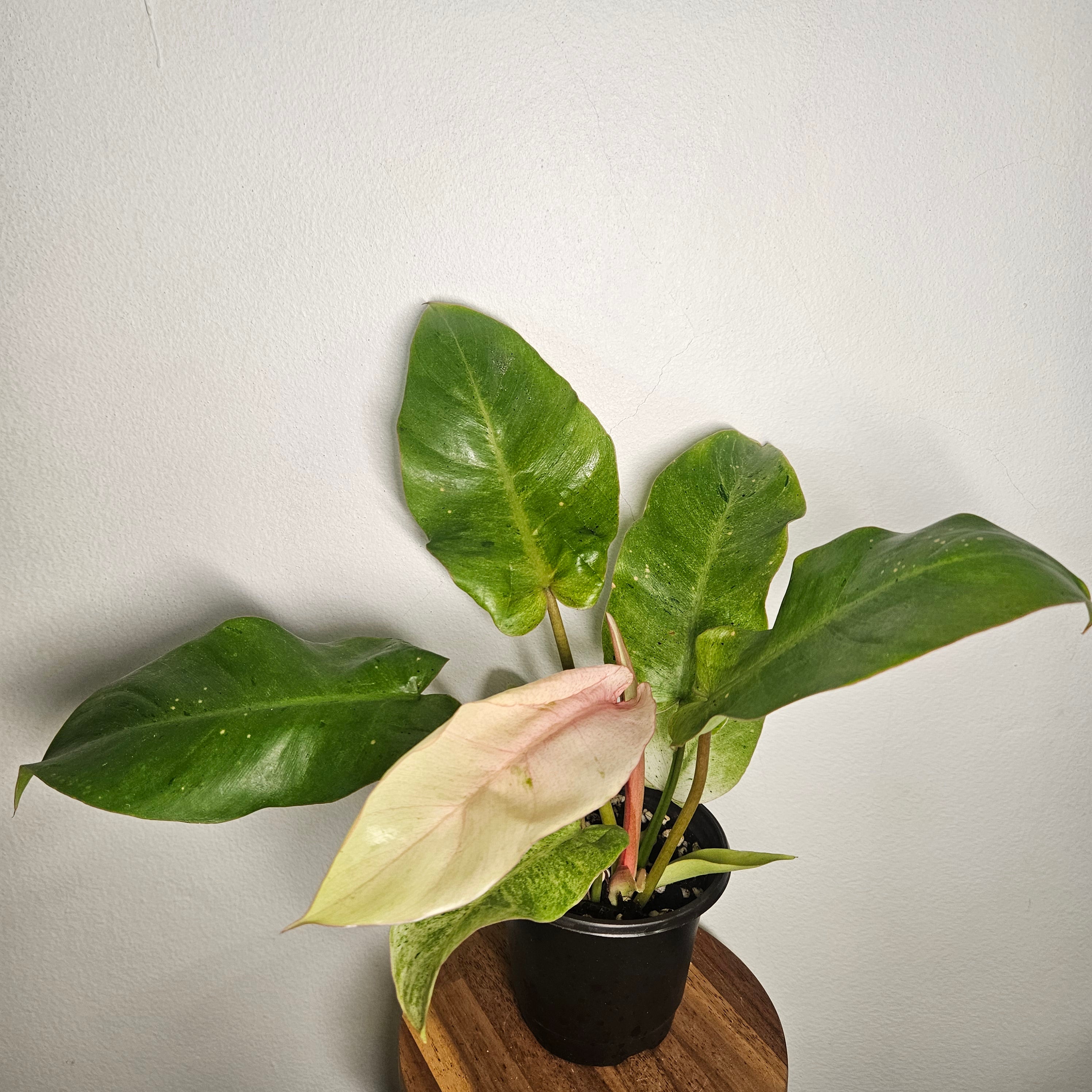 Philodendron pinnatifidum | Snowdrift