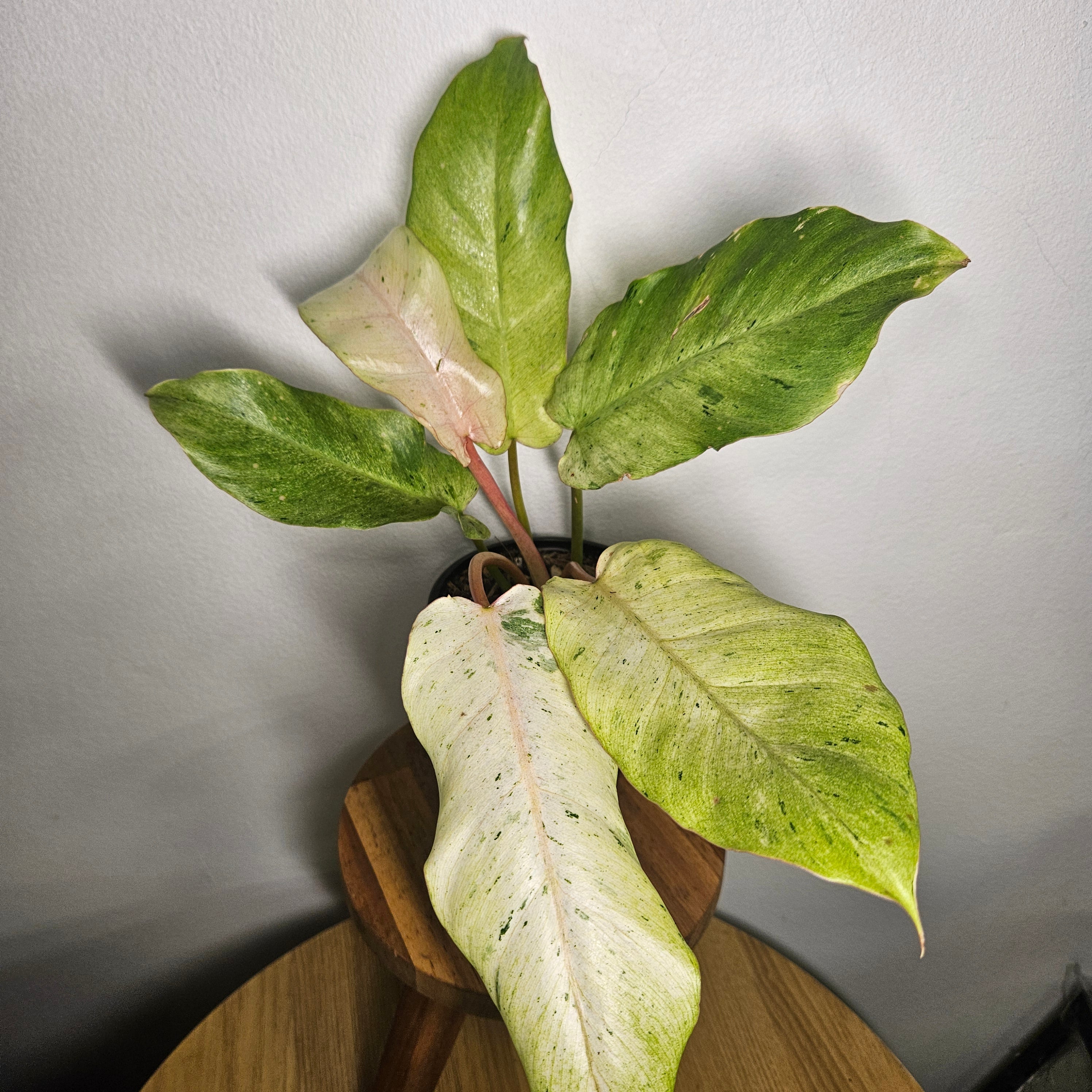 Philodendron pinnatifidum | Snowdrift