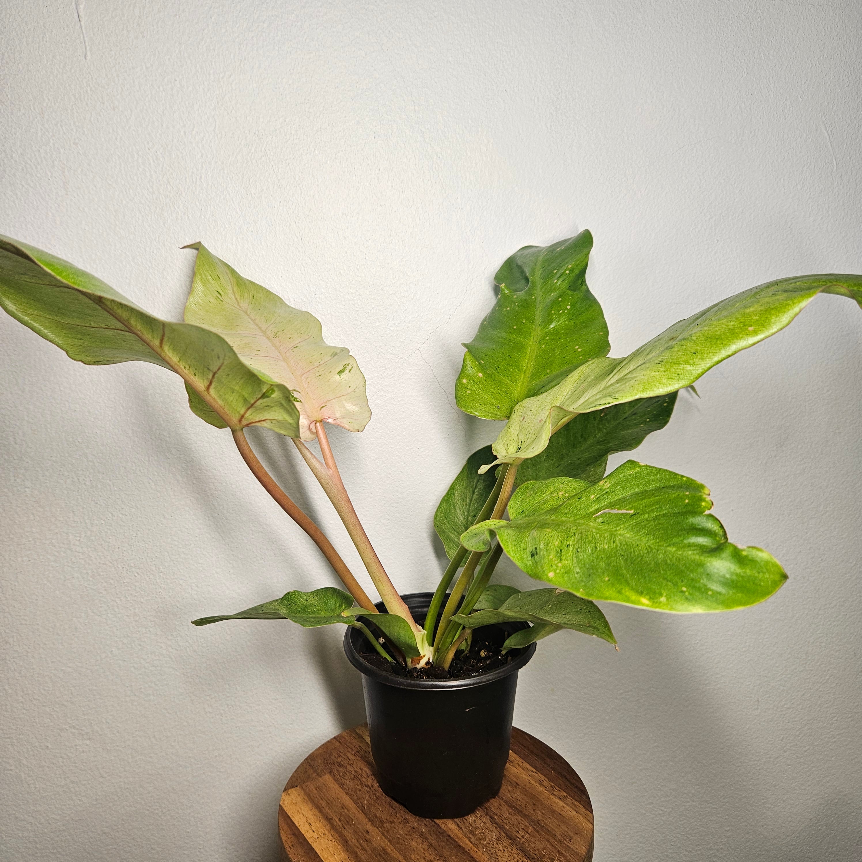 Philodendron pinnatifidum | Snowdrift