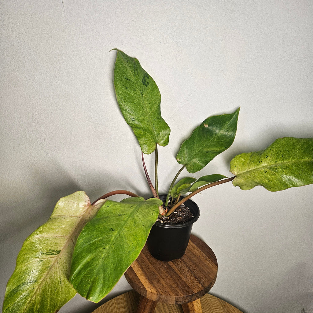 Philodendron pinnatifidum | Snowdrift
