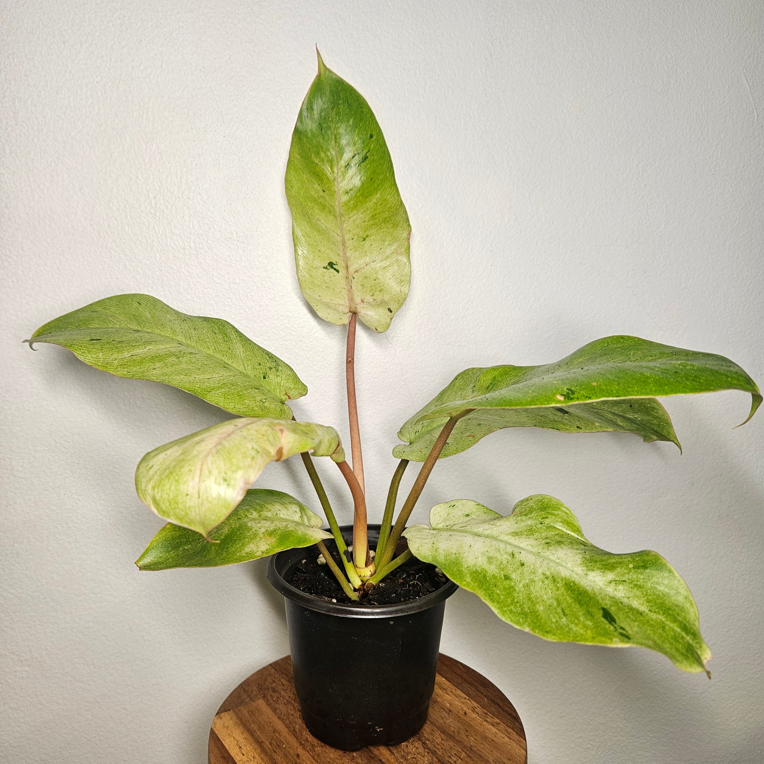 Philodendron pinnatifidum | Snowdrift