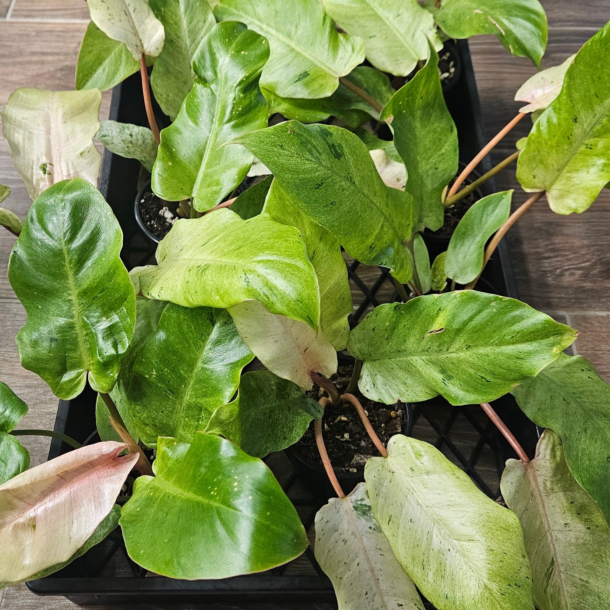 Philodendron pinnatifidum | Snowdrift