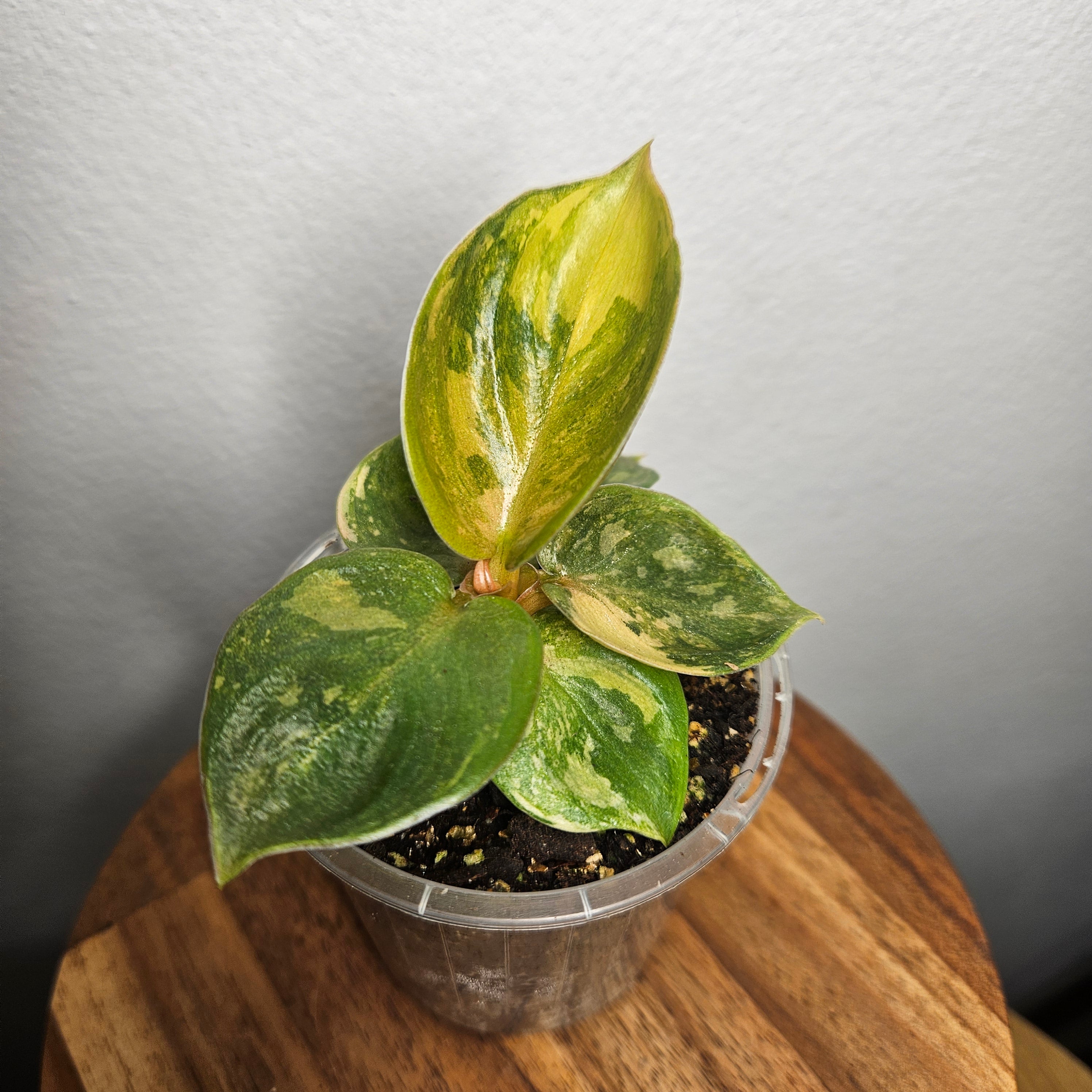 Philodendron Golden Melinonii Variegated | Exceptionally rare