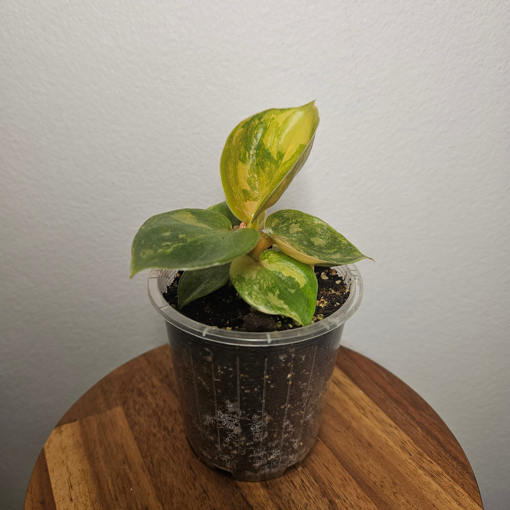 Philodendron Golden Melinonii Variegated | Exceptionally rare