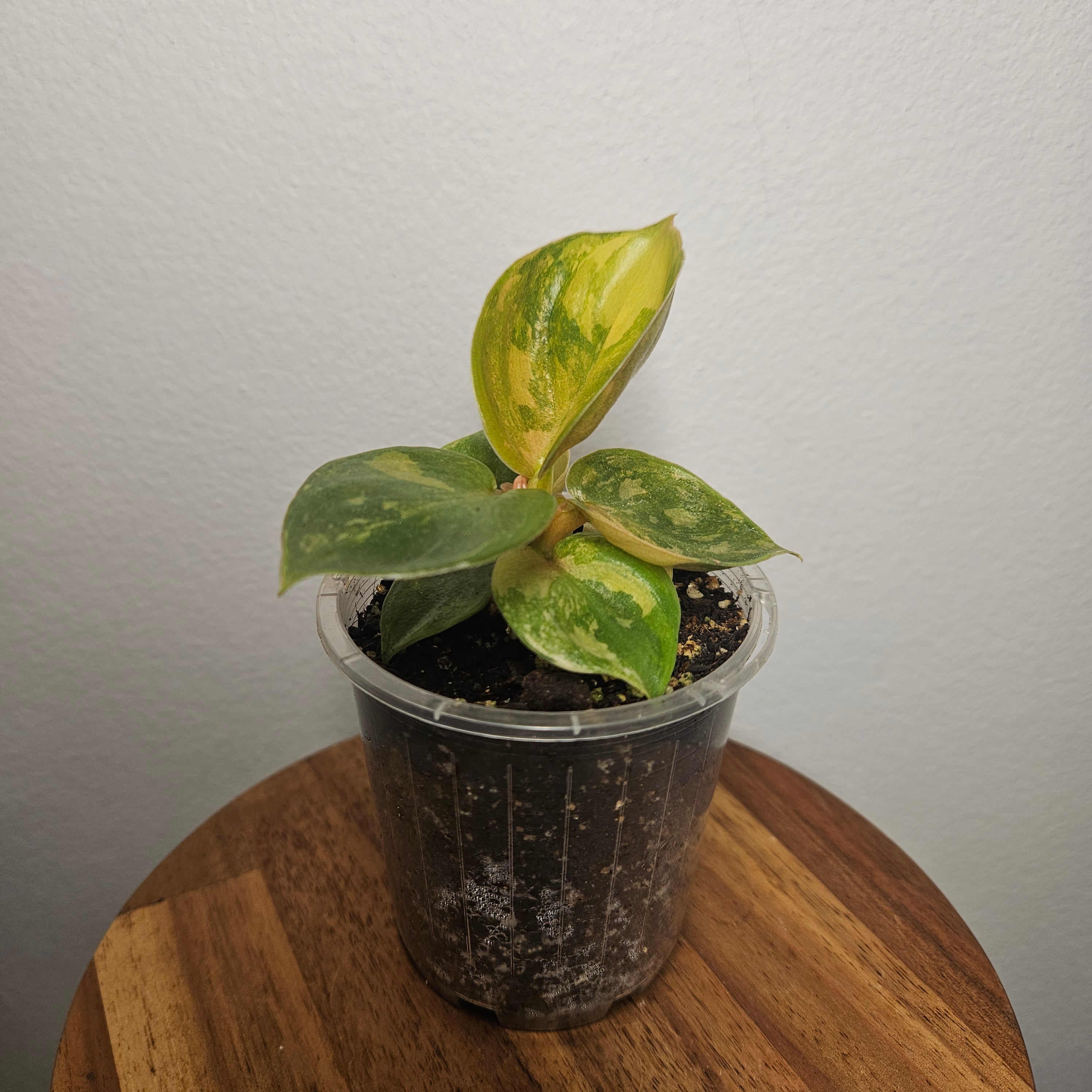 Philodendron Golden Melinonii Variegated | Exceptionally rare