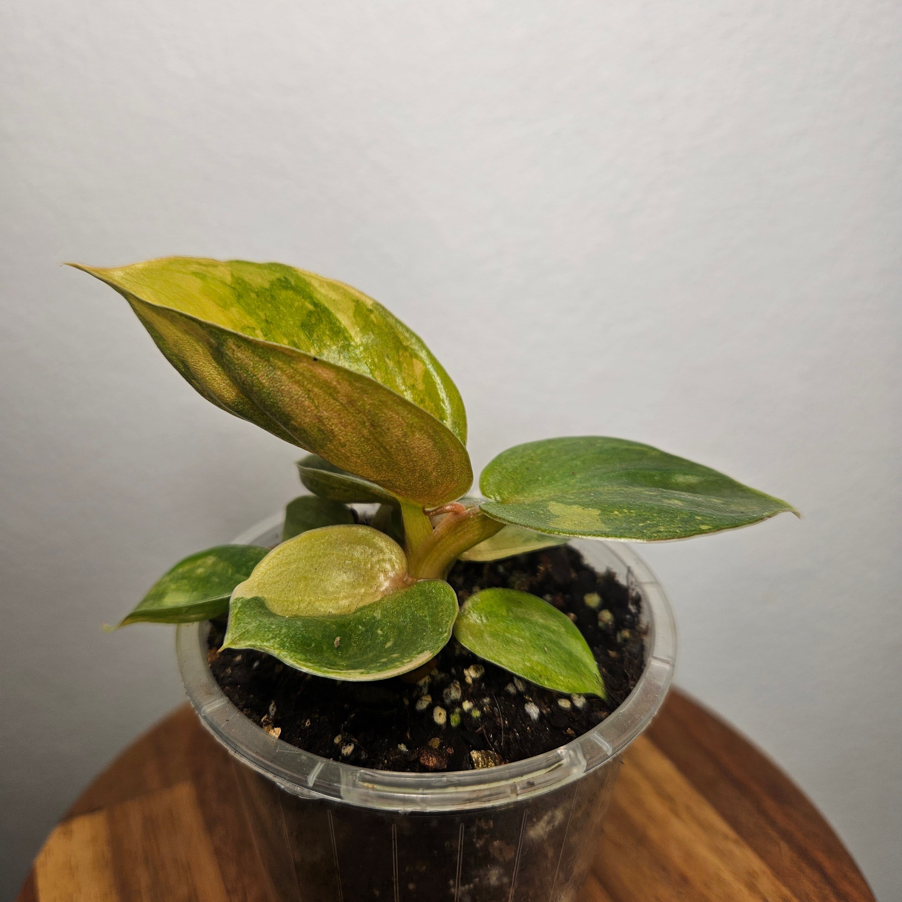 Philodendron Golden Melinonii Variegated | Exceptionally rare