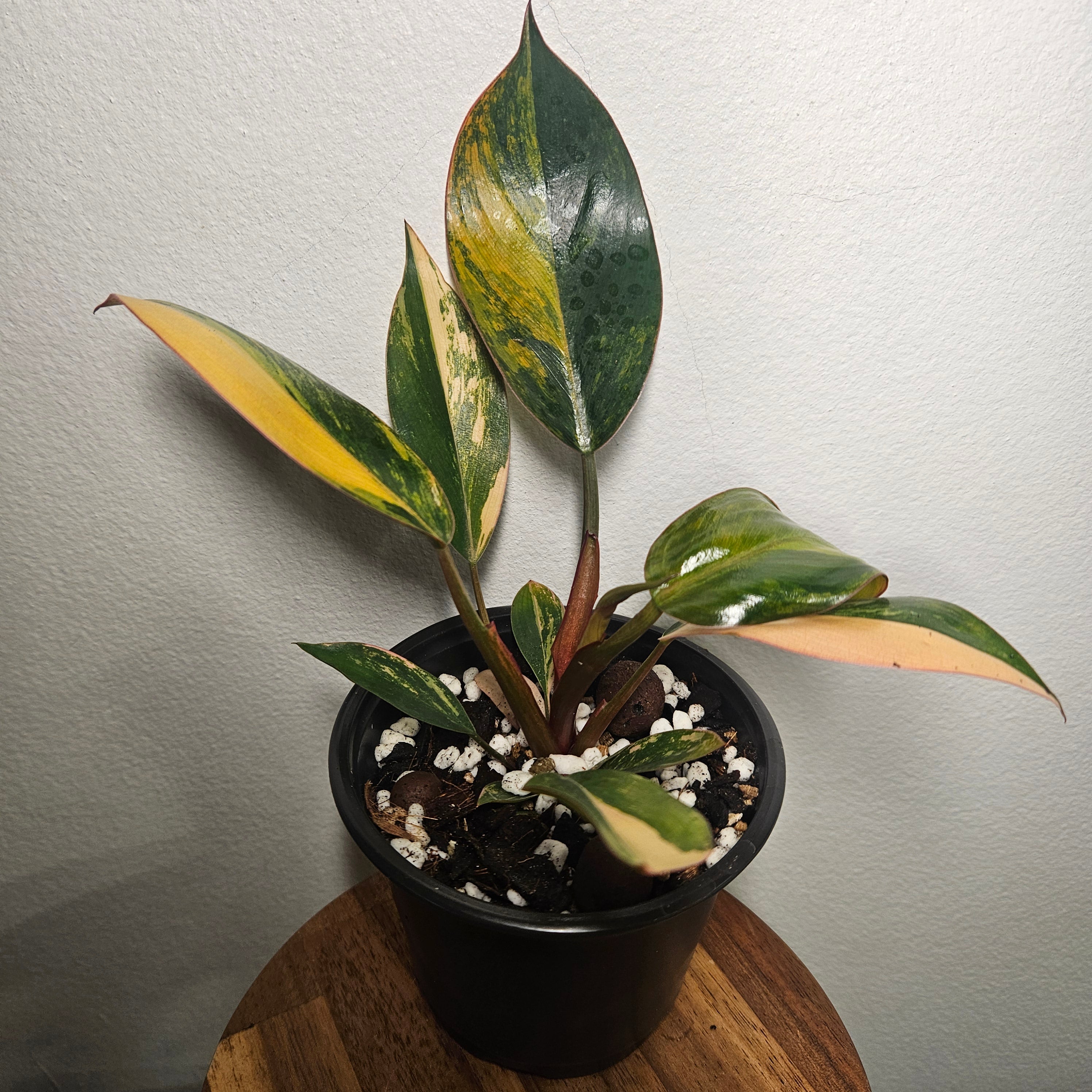 Philodendron | 'Rojo Congo Variegated' Rare Collector