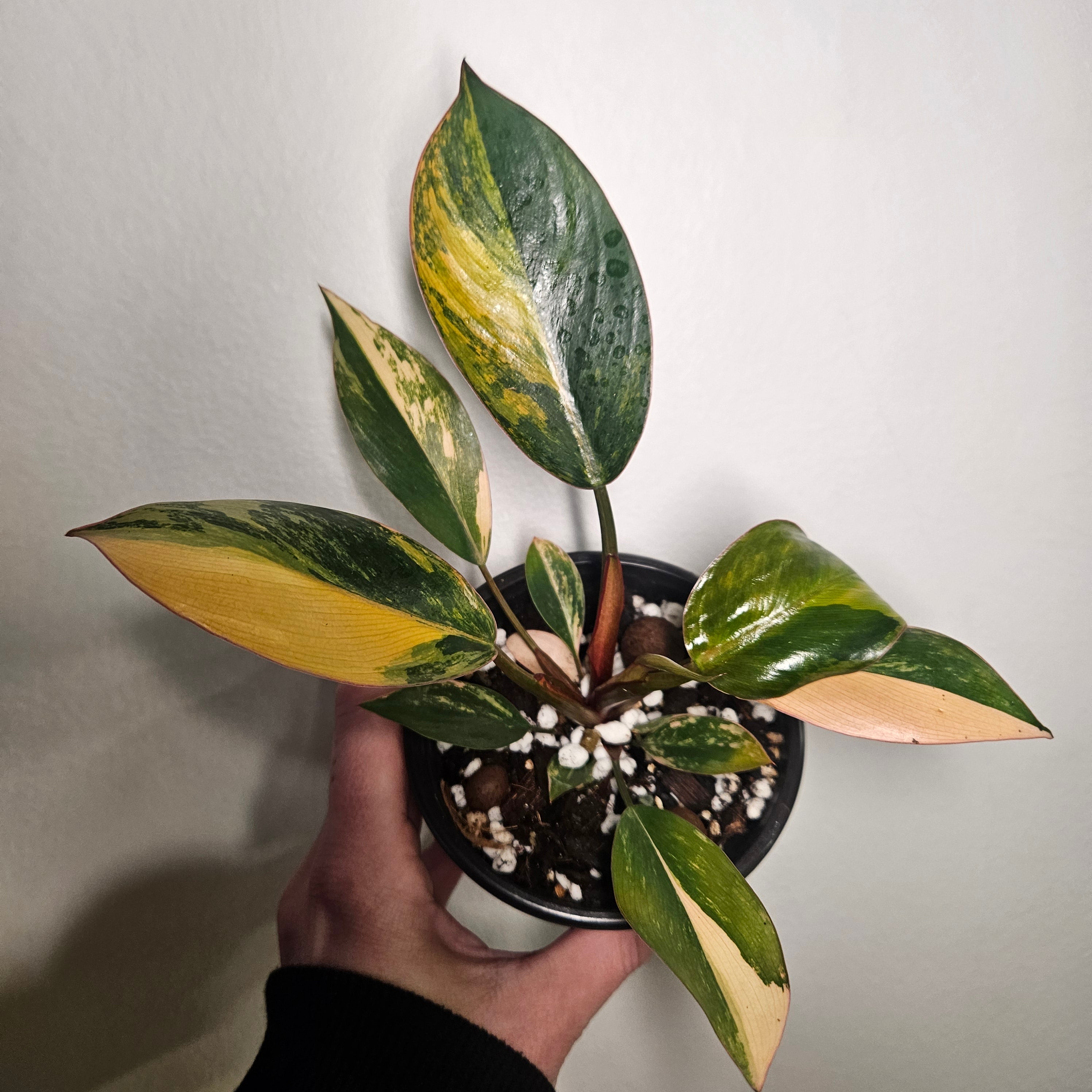 Philodendron | 'Rojo Congo Variegated' Rare Collector