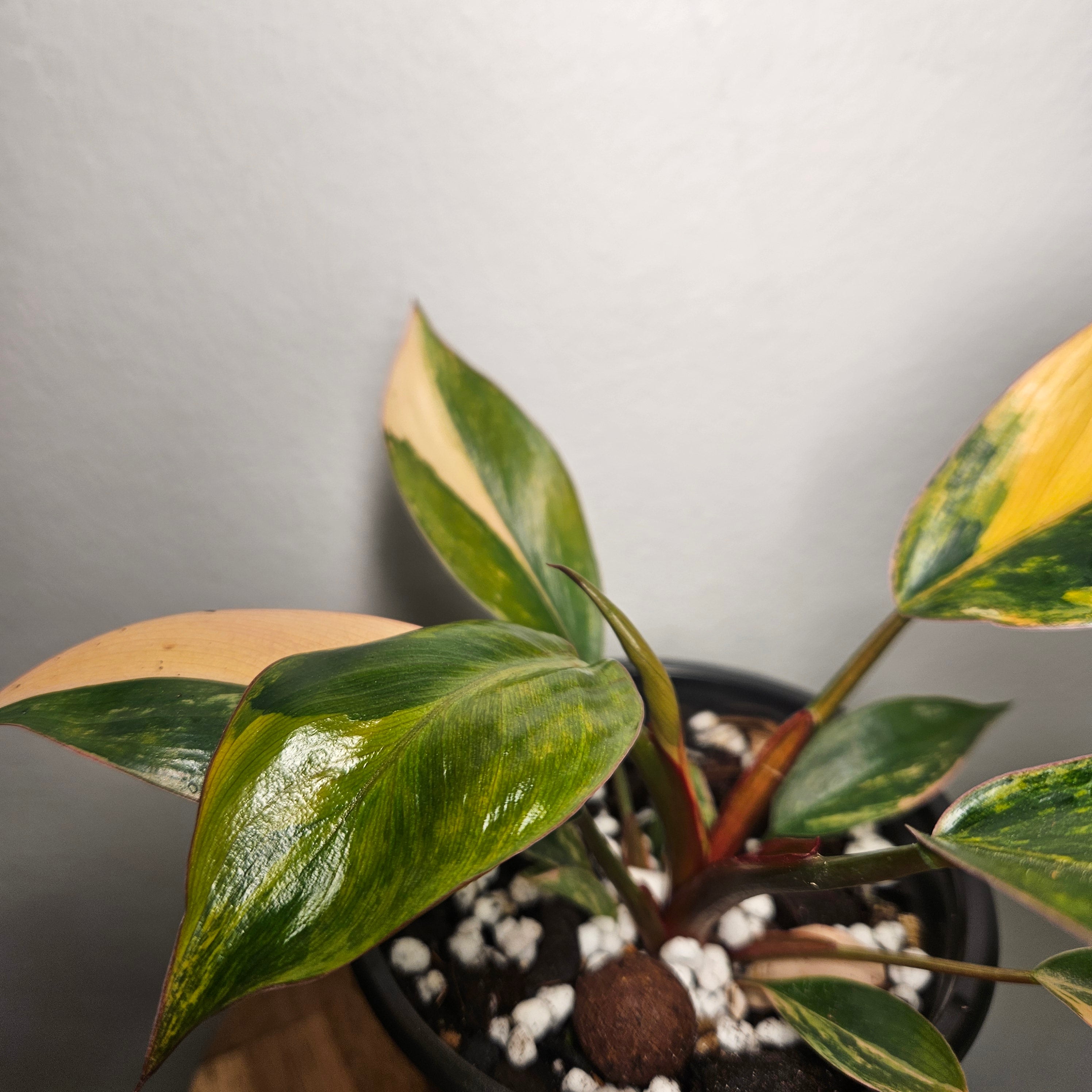 Philodendron | 'Rojo Congo Variegated' Rare Collector