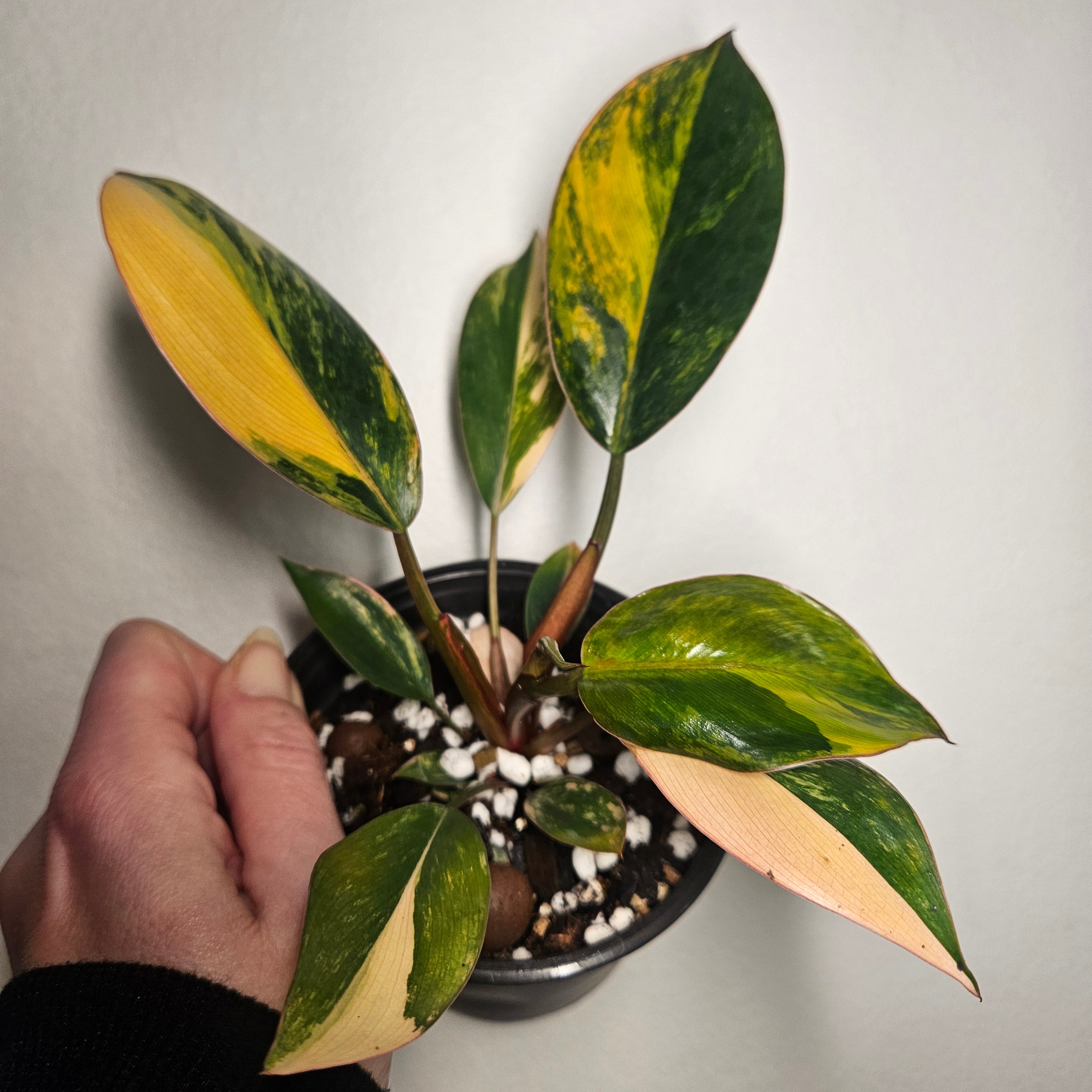 Philodendron | 'Rojo Congo Variegated' Rare Collector