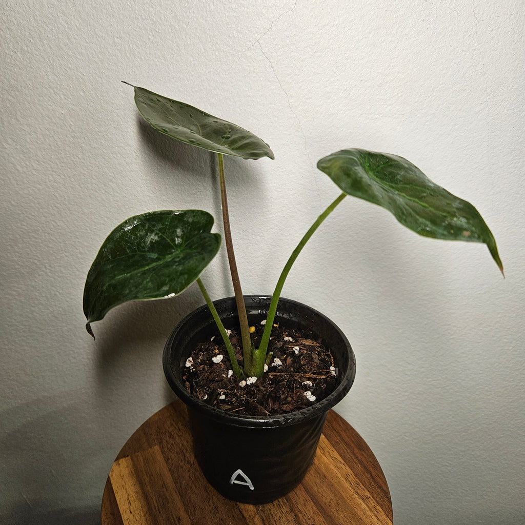 Alocasia Wentii | Fun size