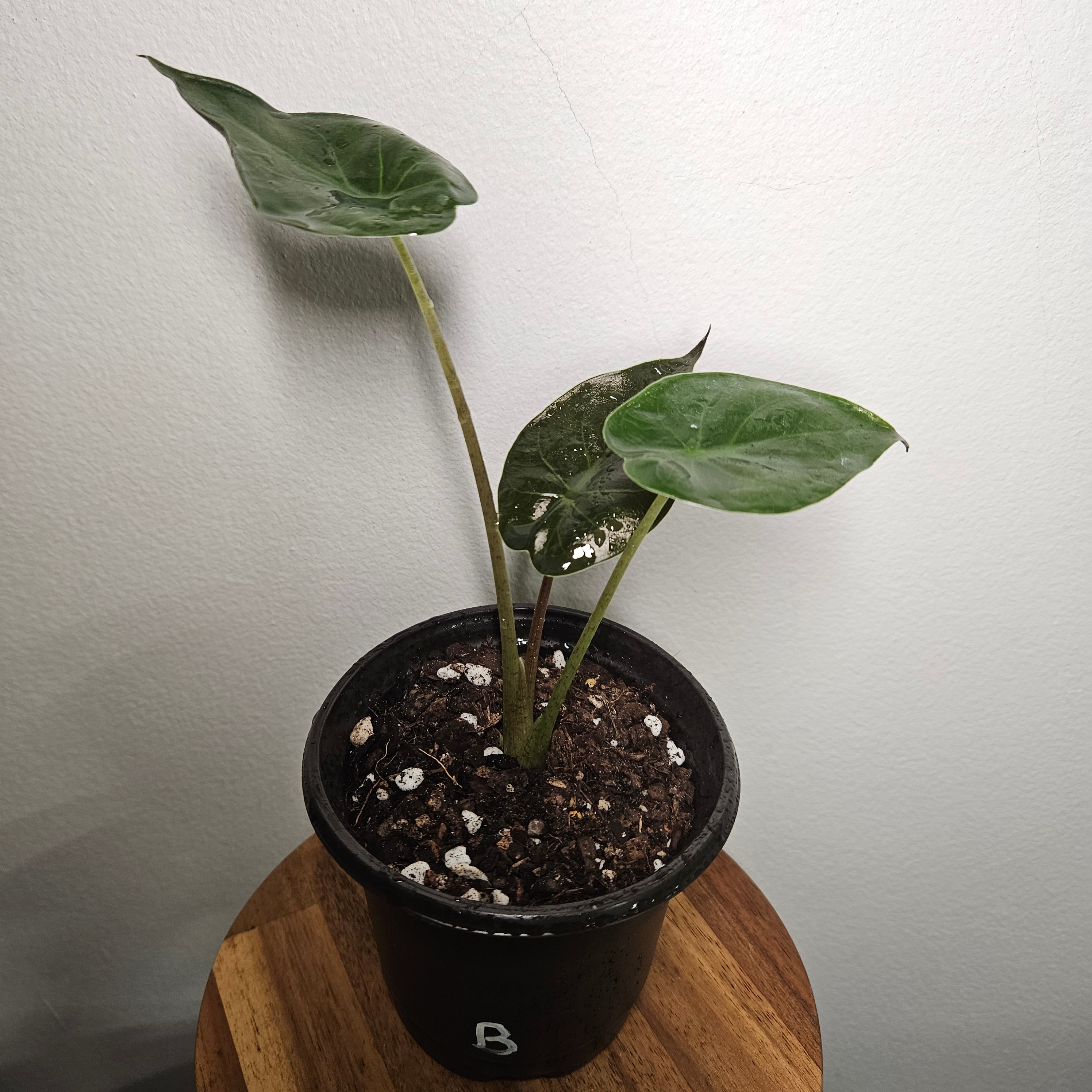 Alocasia Wentii | Fun size