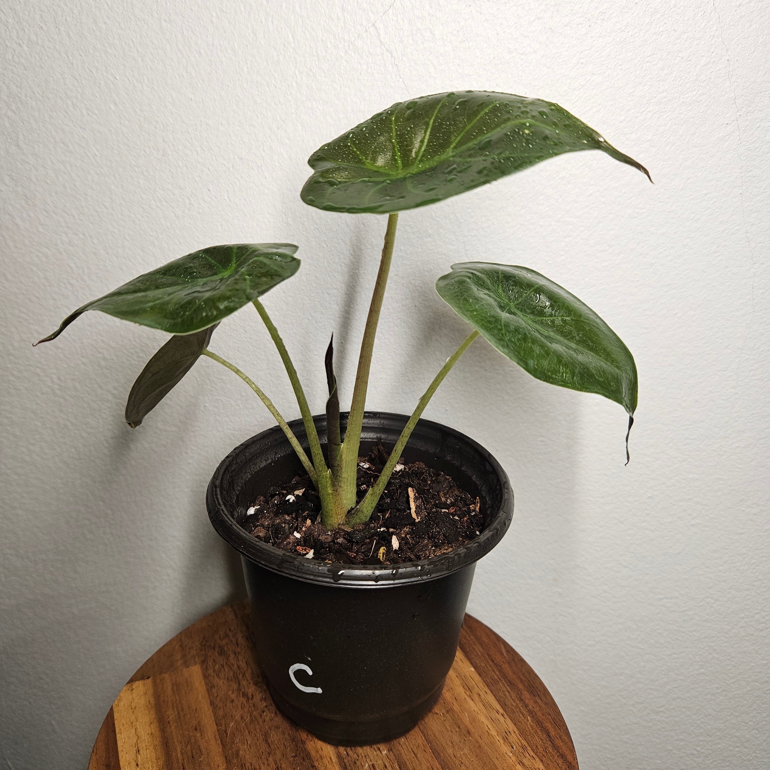 Alocasia Wentii | Fun size