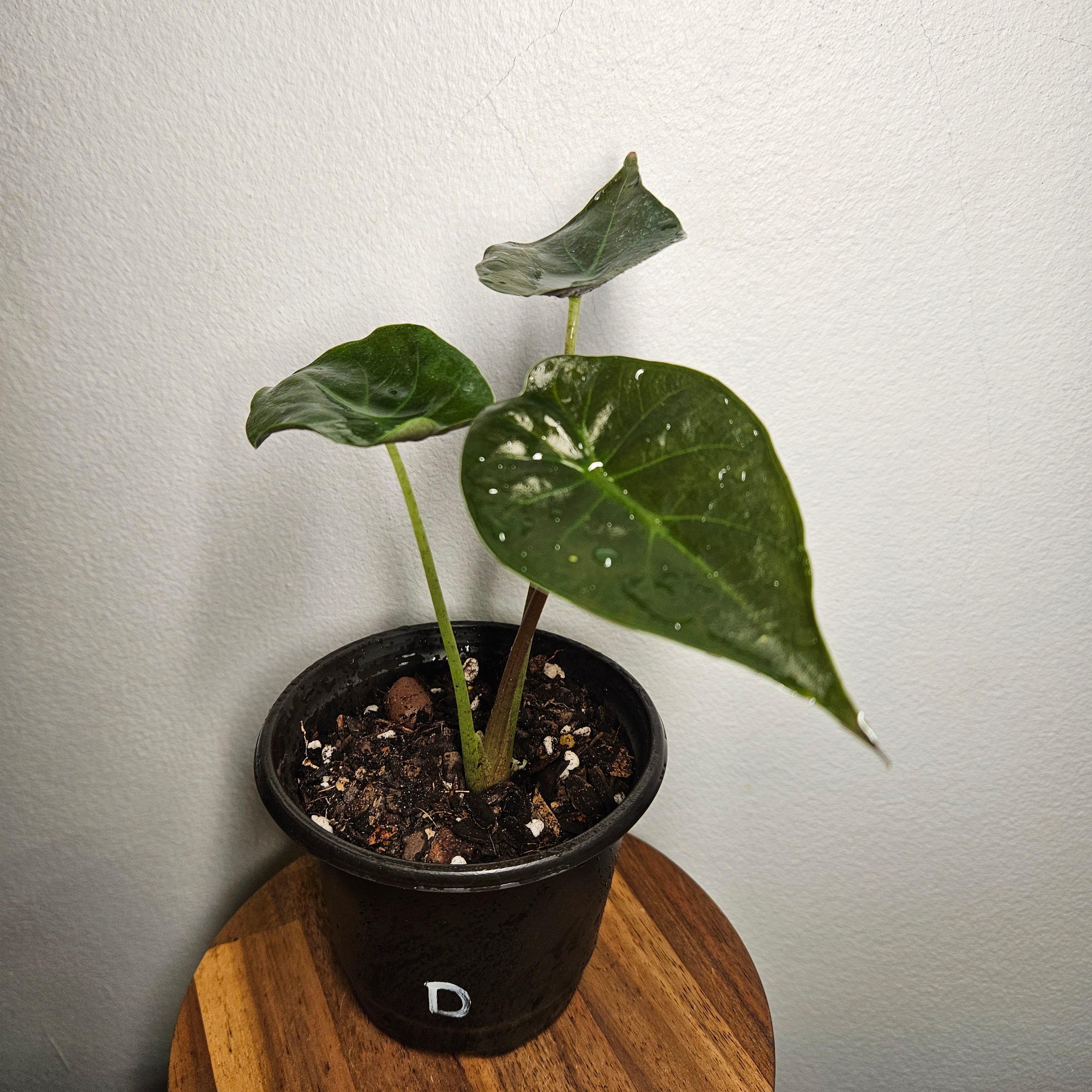Alocasia Wentii | Fun size
