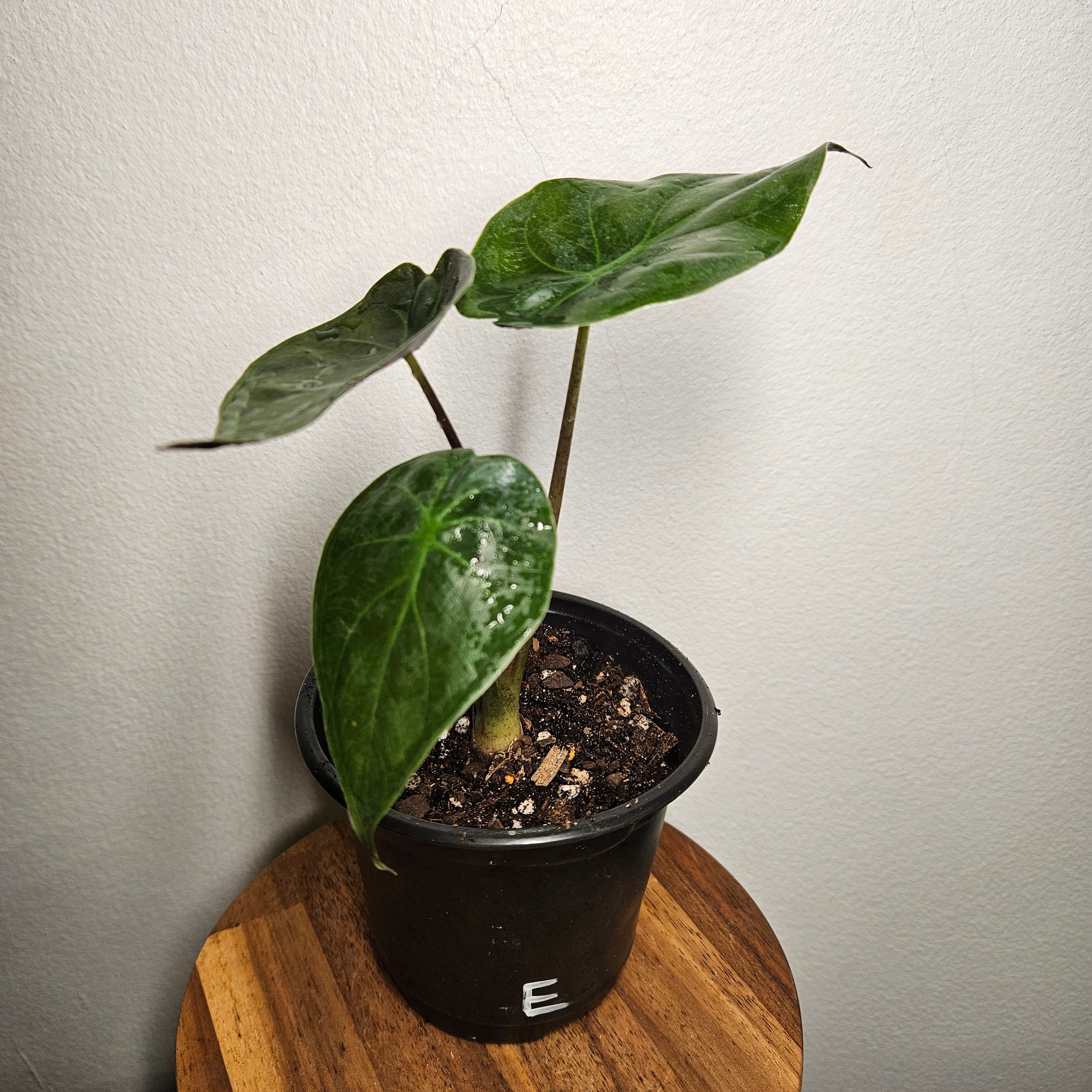Alocasia Wentii | Fun size