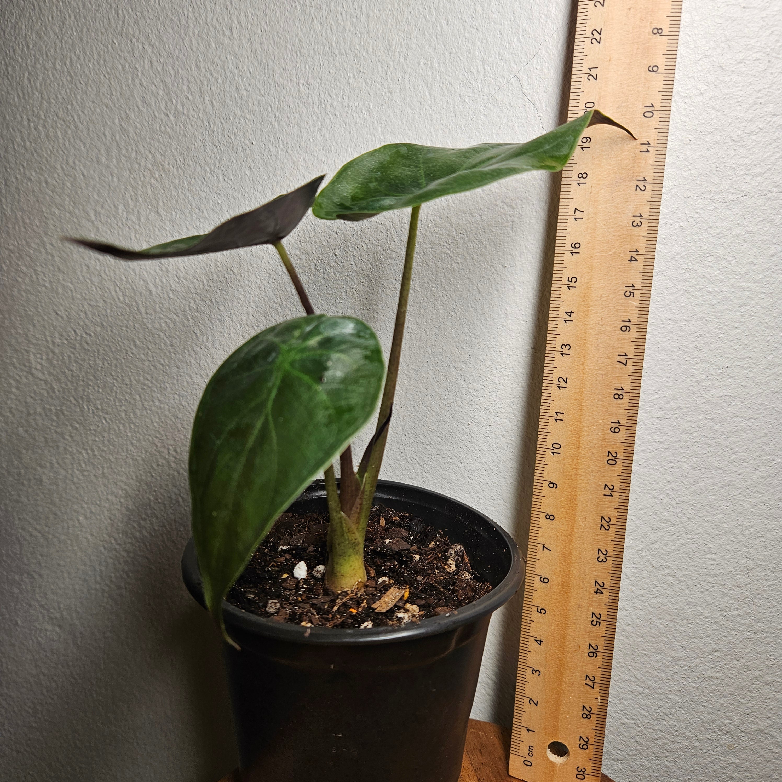 Alocasia Wentii | Fun size