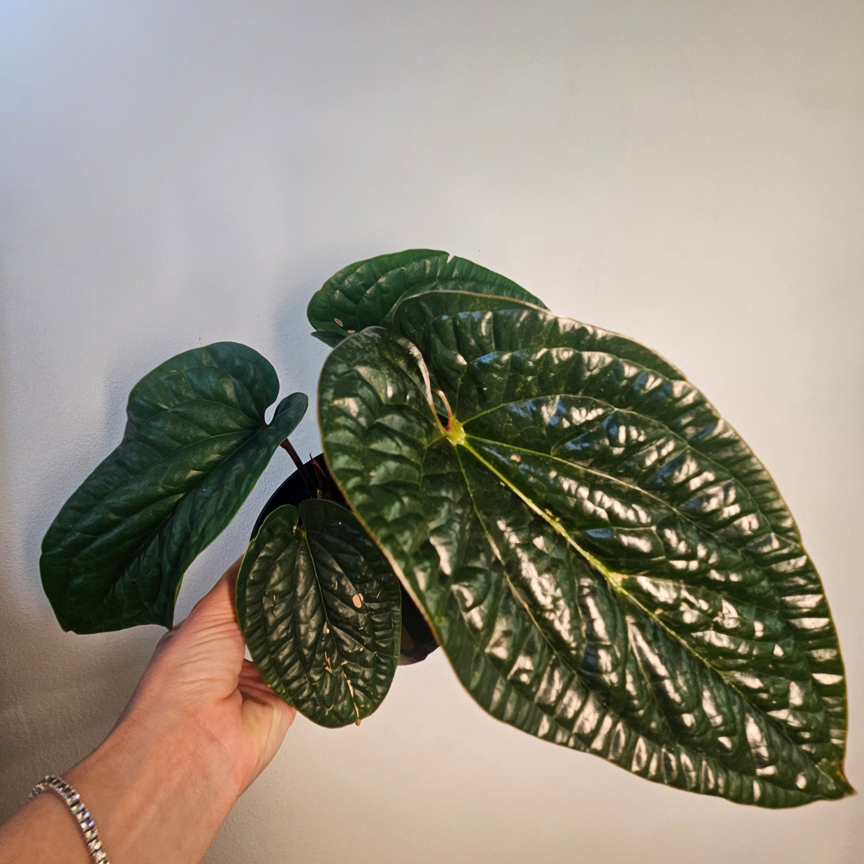 Anthurium Luxurians x Radicans | Rare Hybrid Anthurium