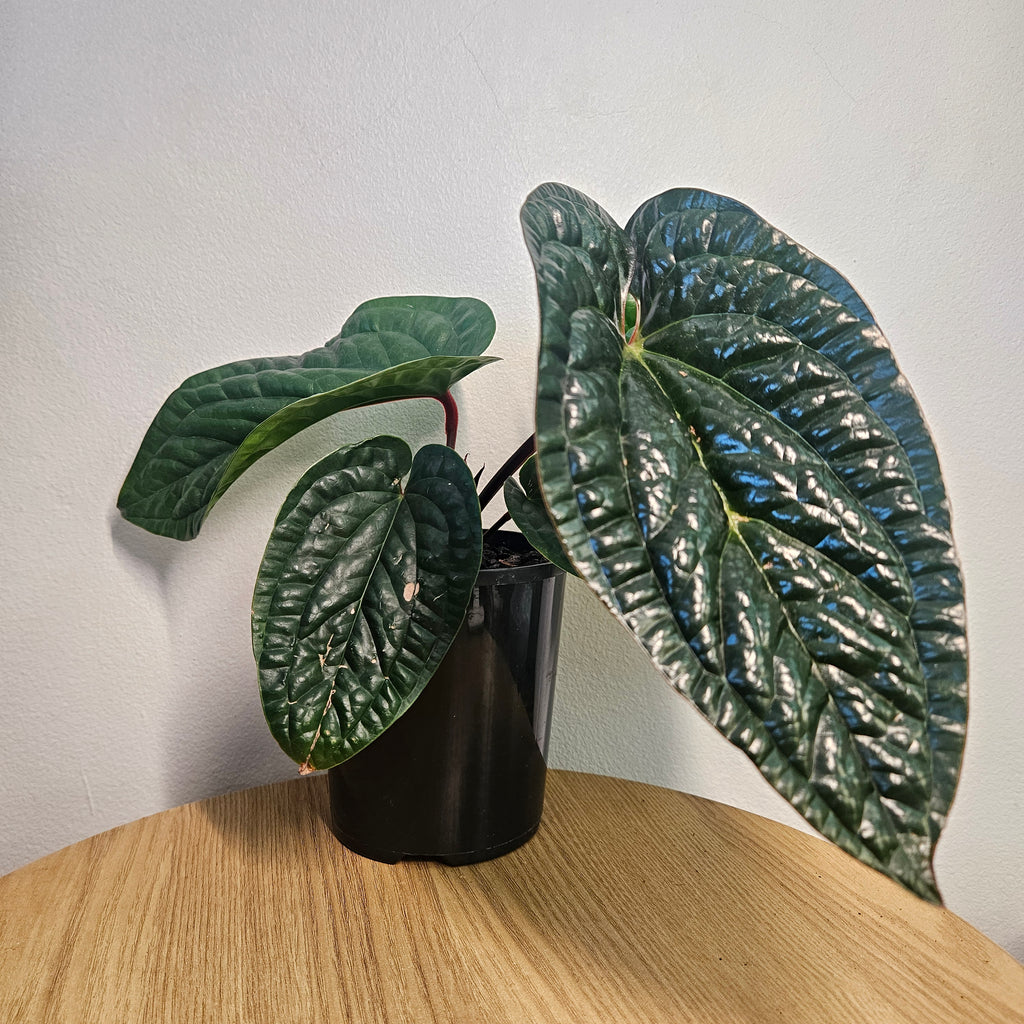 Anthurium Luxurians x Radicans | Rare Hybrid Anthurium
