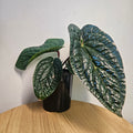 Anthurium Luxurians x Radicans | Rare Hybrid Anthurium