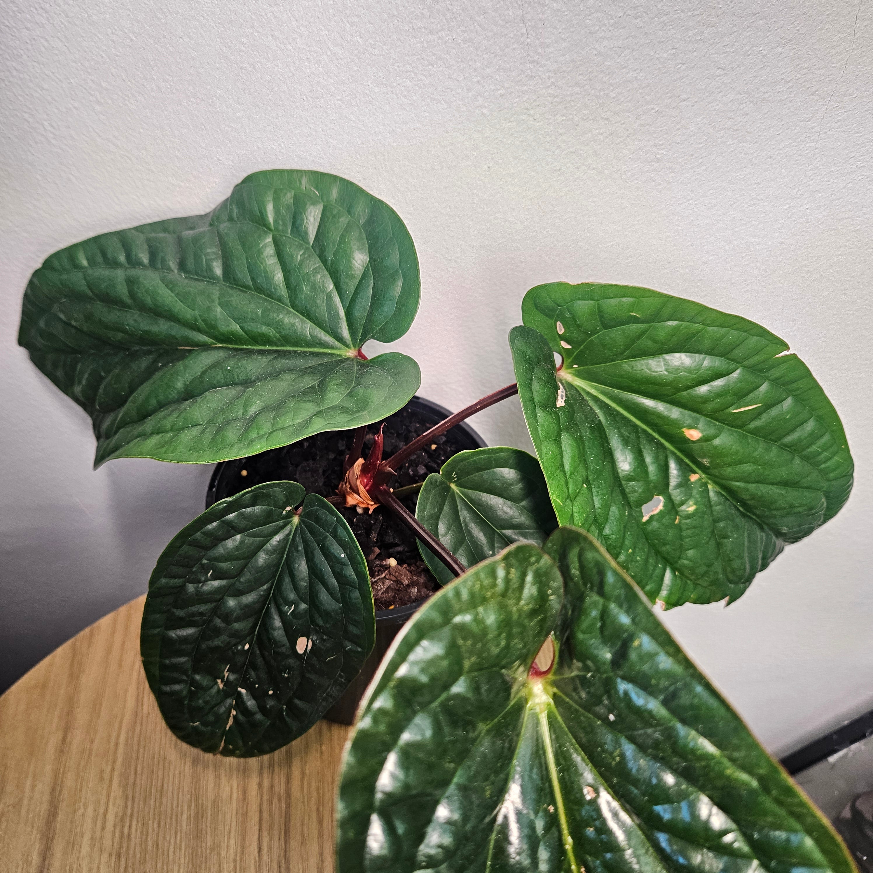 Anthurium Luxurians x Radicans | Rare Hybrid Anthurium