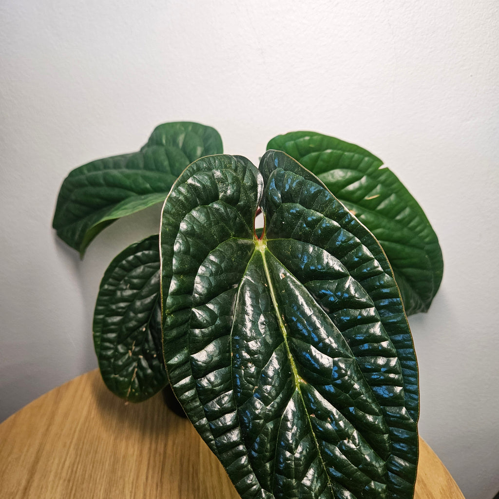 Anthurium Luxurians x Radicans | Rare Hybrid Anthurium