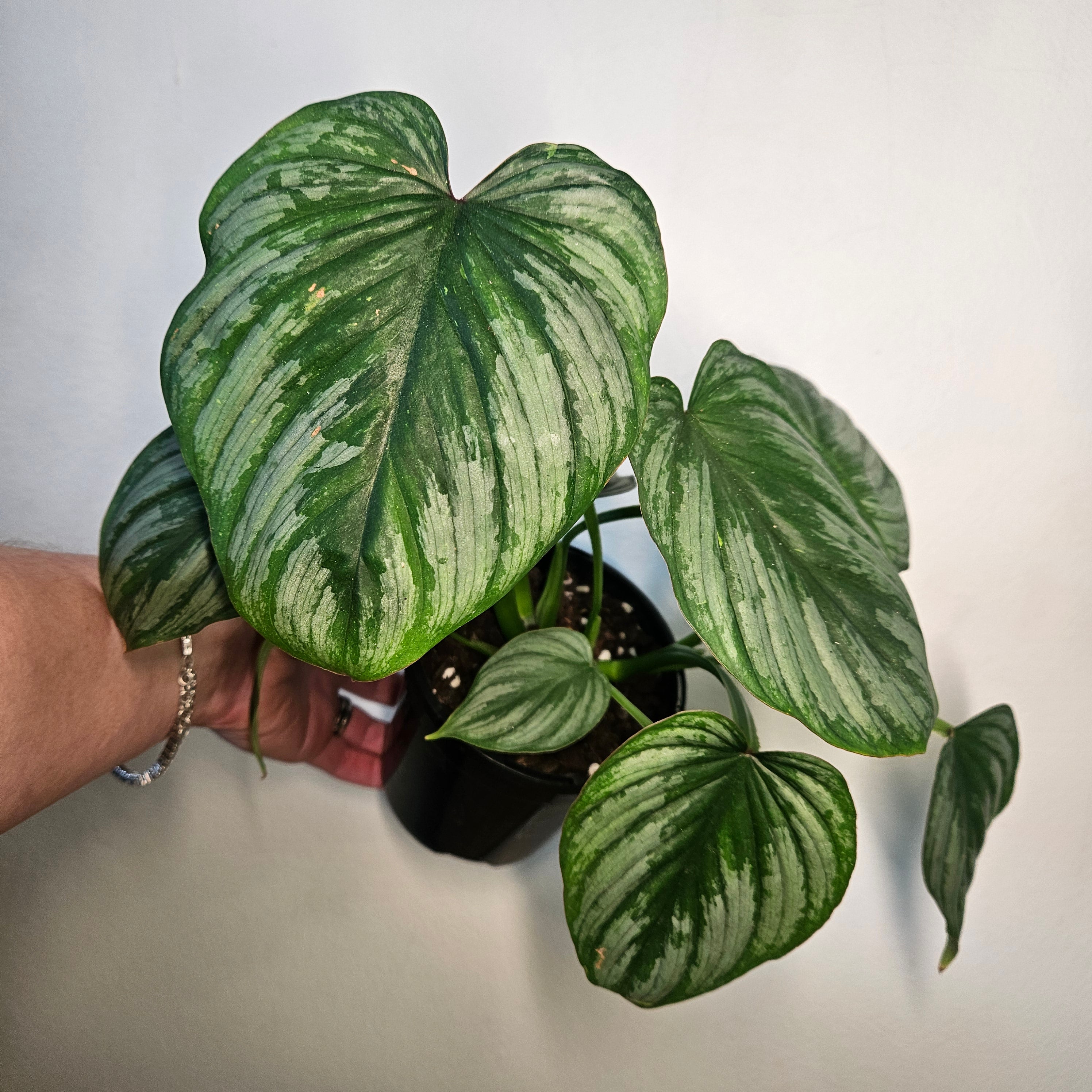 Philodendron Silver Cloud | Rare Philo Collector