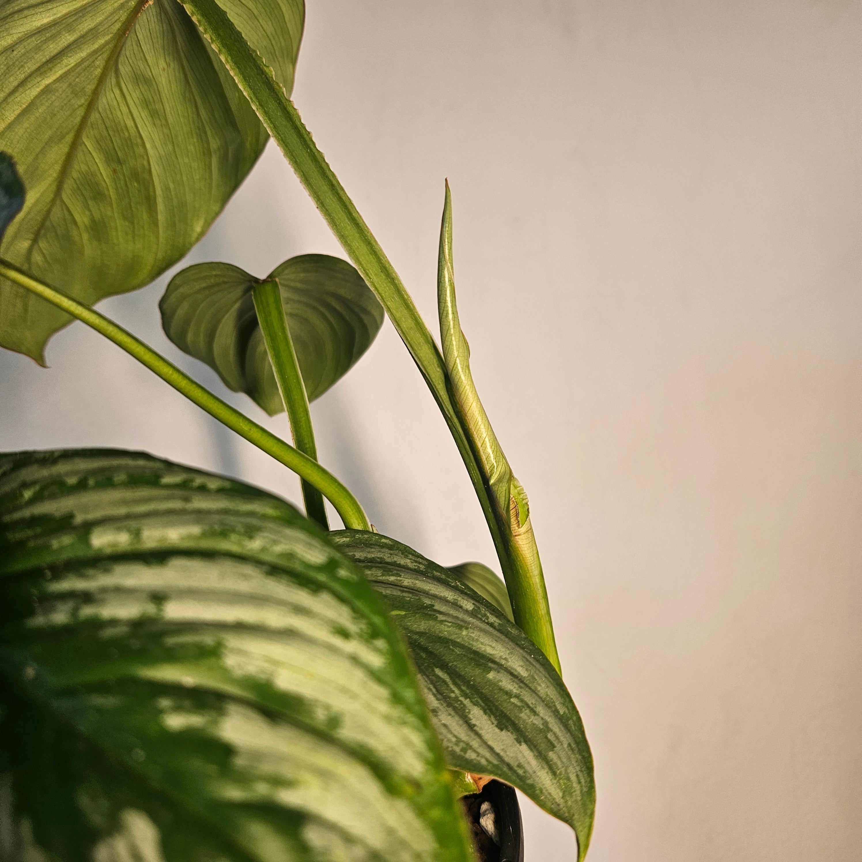 Philodendron Silver Cloud | Rare Philo Collector