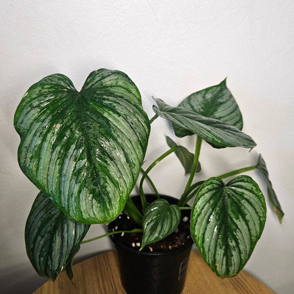 Philodendron Silver Cloud | Rare Philo Collector