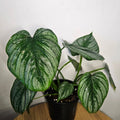 Philodendron Silver Cloud | Rare Philo Collector