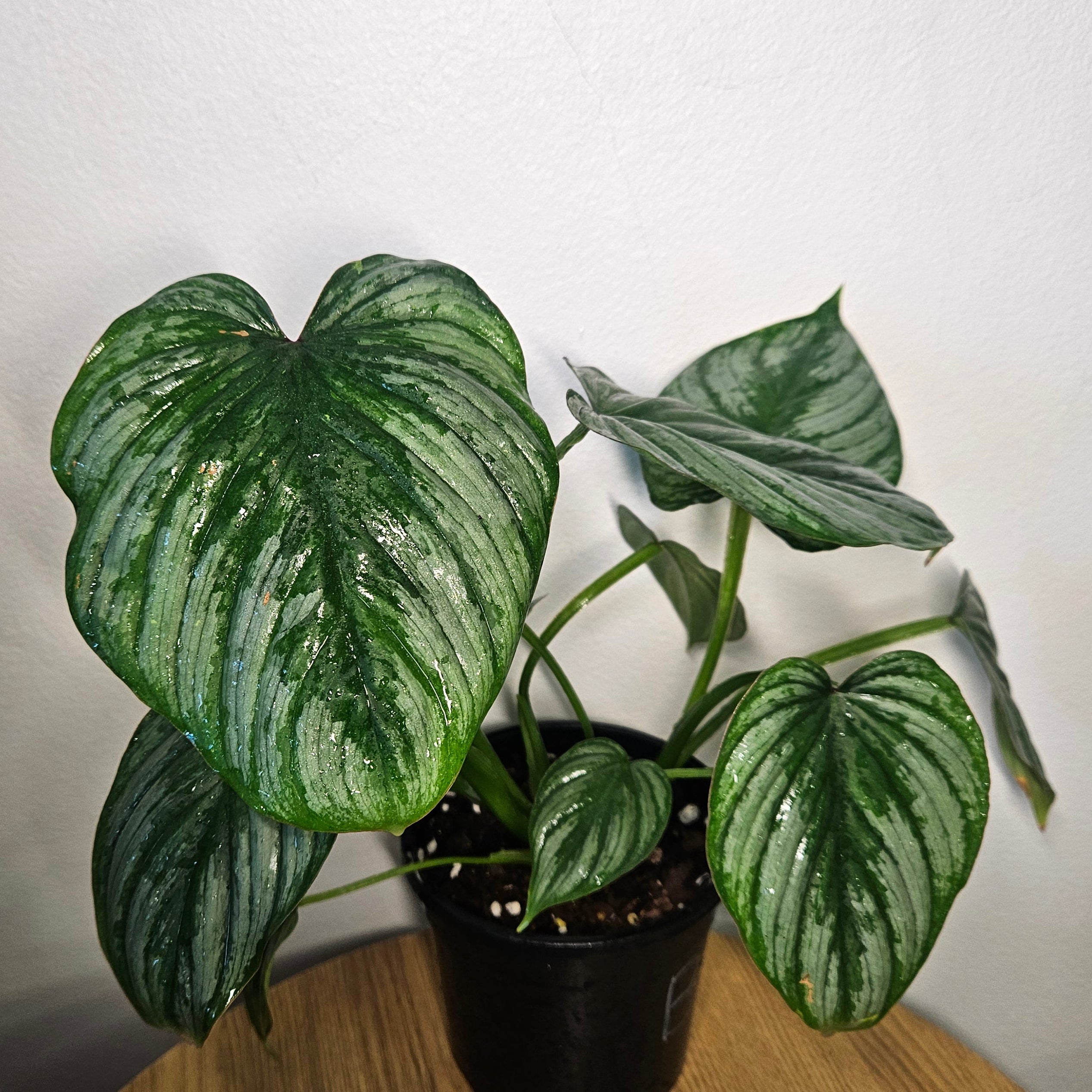 Philodendron Silver Cloud | Rare Philo Collector