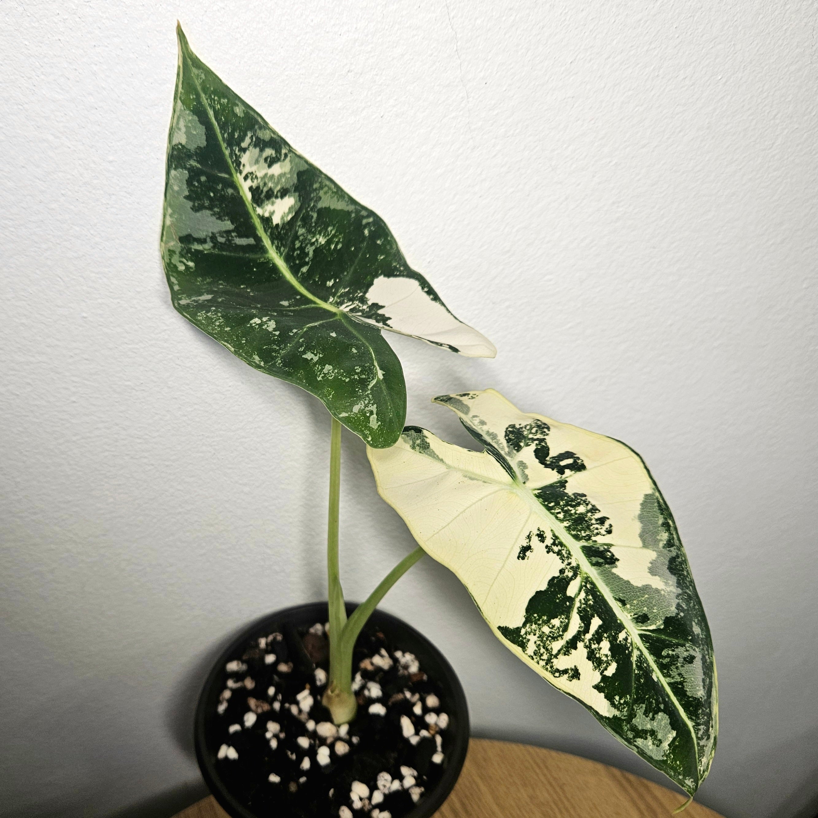 Alocasia micholitziana | ‘Frydek Variegated’