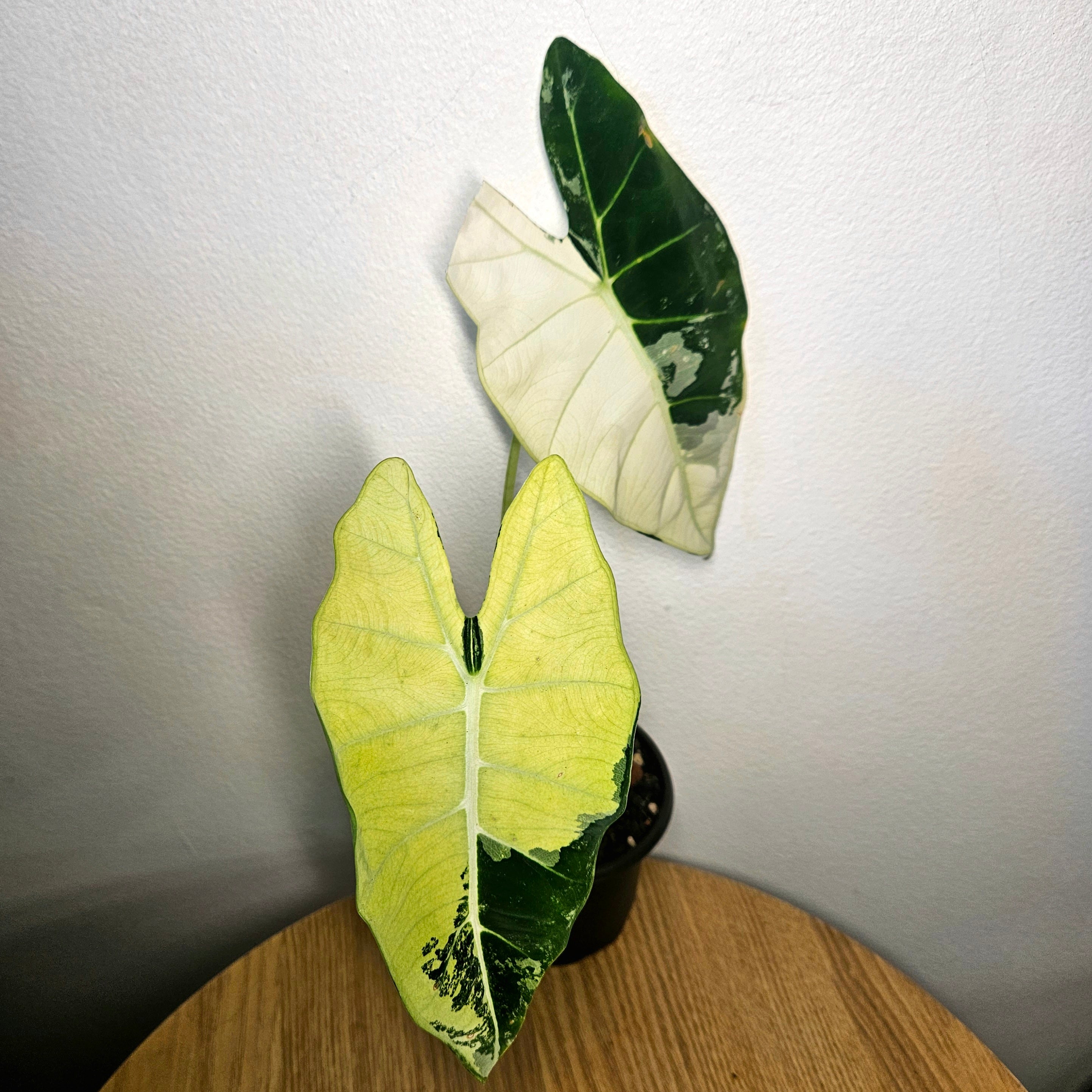 Alocasia micholitziana | ‘Frydek Variegated’