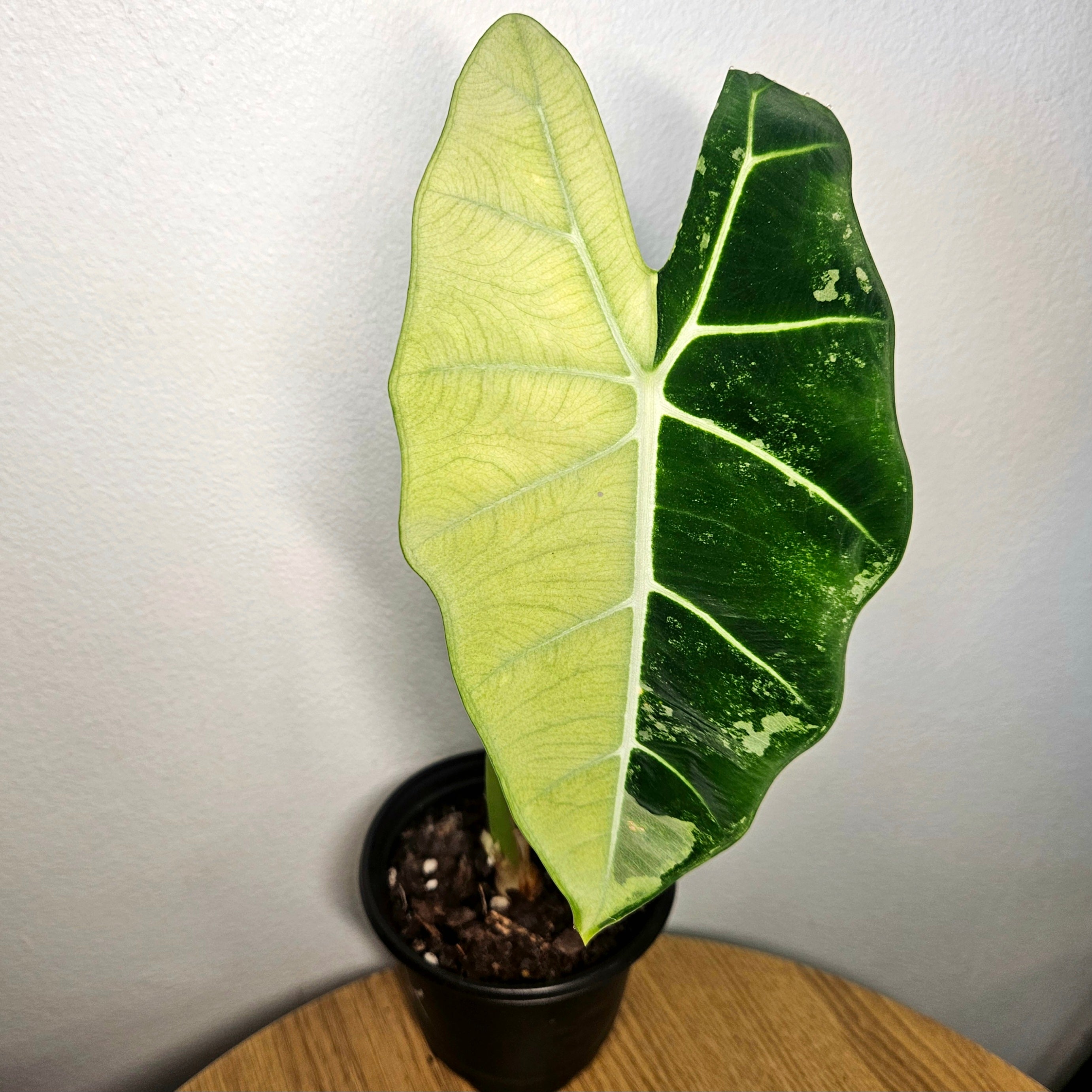 Alocasia micholitziana | ‘Frydek Variegated’