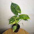 Alocasia Odora | 'California' Aurea Variegata (25cm)