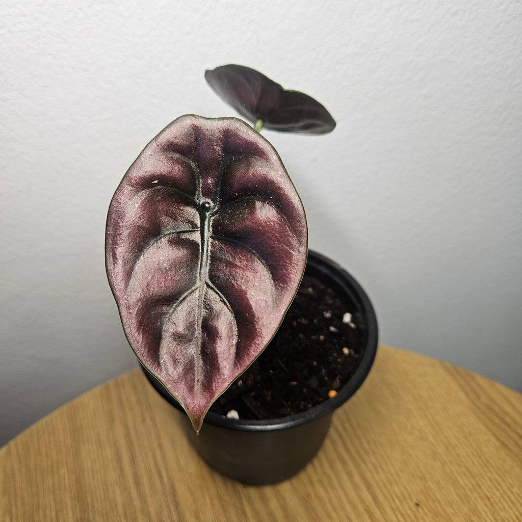 Alocasia Cuprea | ‘Red Secret’