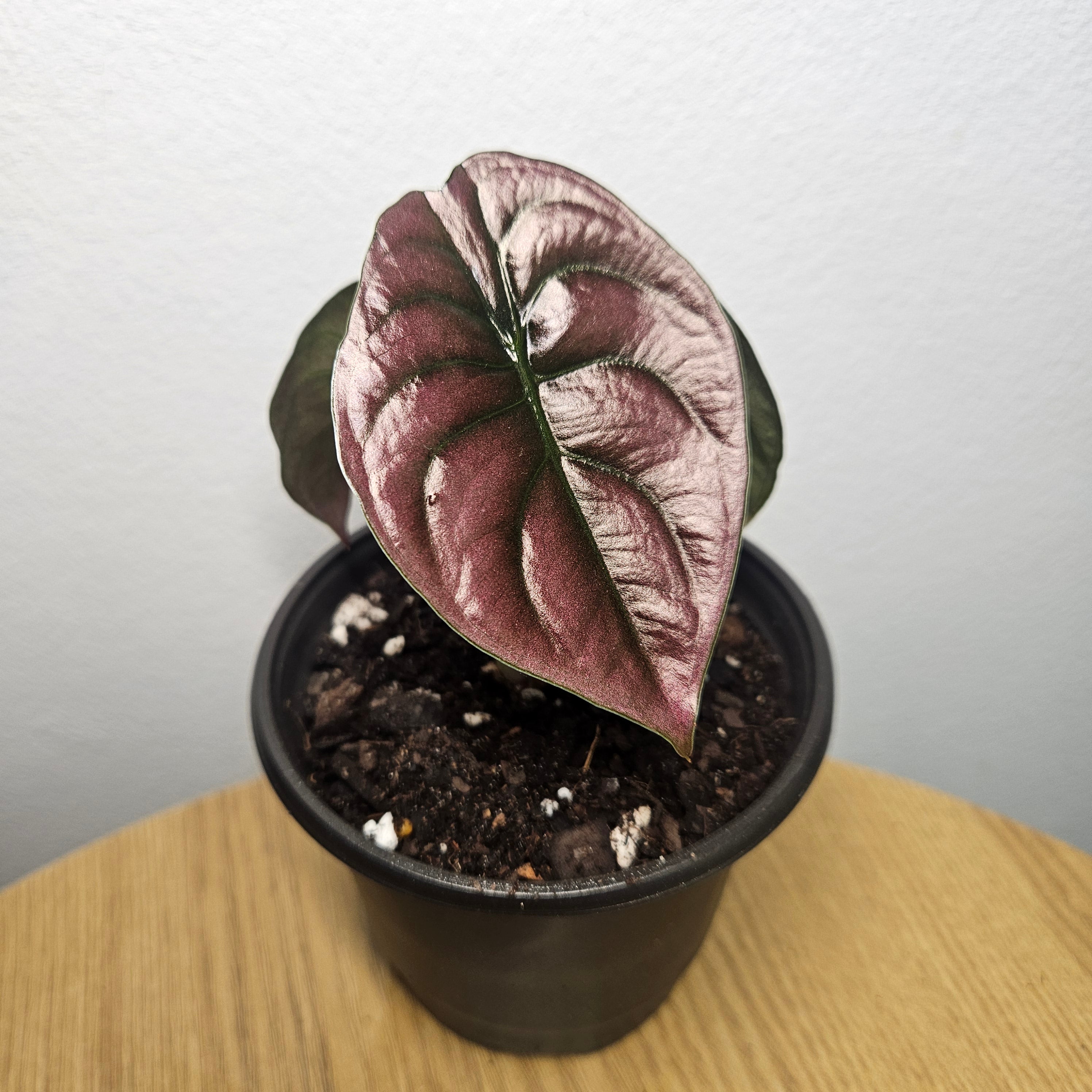 Alocasia Cuprea | ‘Red Secret’